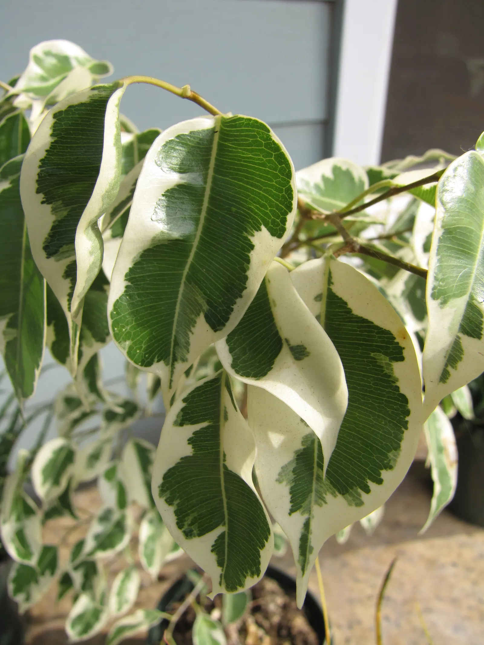 Variegated Weeping Banyon (Ficus Benjamina 'Variegata') — Elegant yet robust, it adds a touch of tropical splendor to any garden; the tree prefers a well-lit