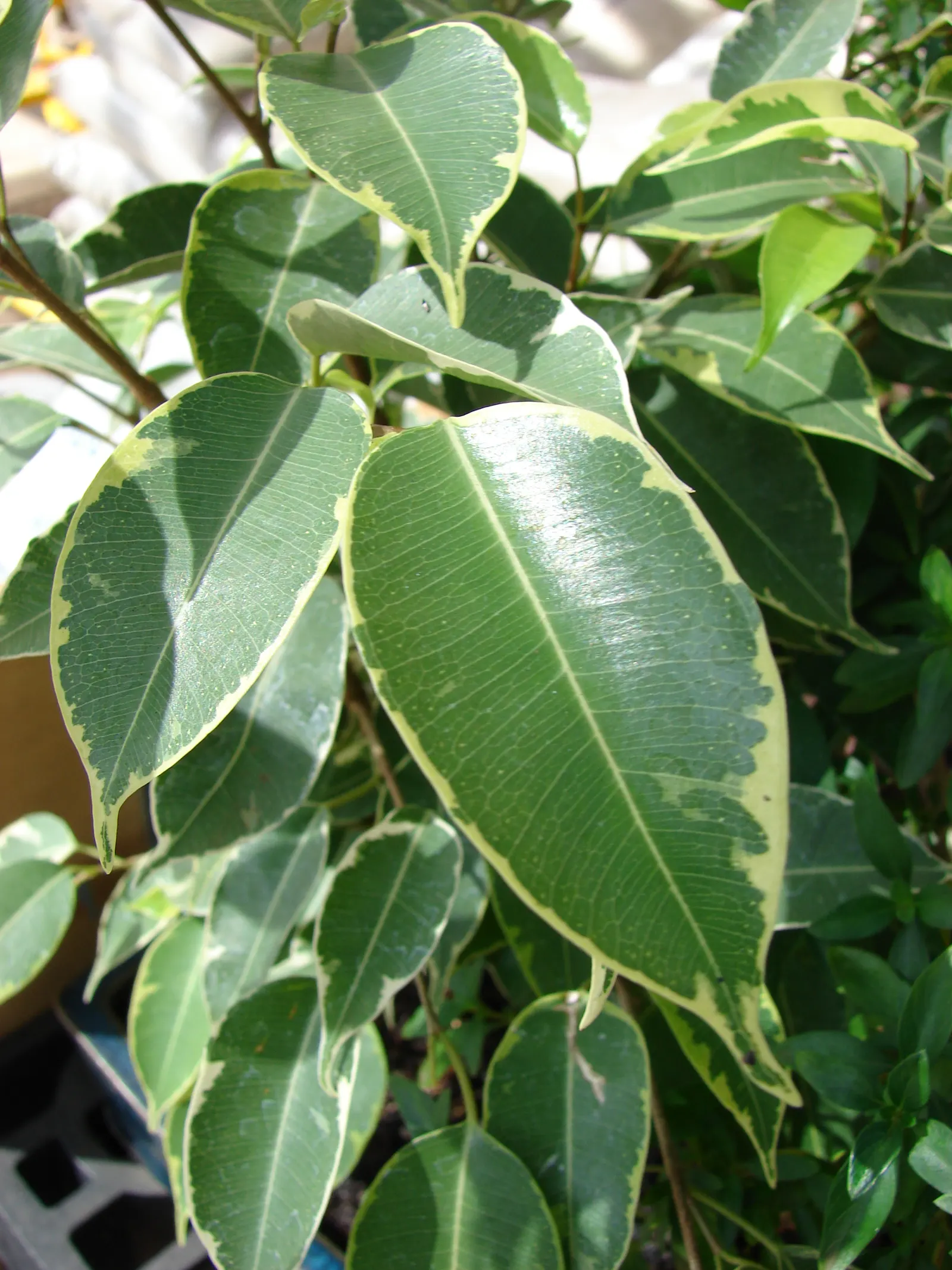 Variegated Weeping Banyon (Ficus Benjamina 'Variegata') — When using it as a focal point in the design