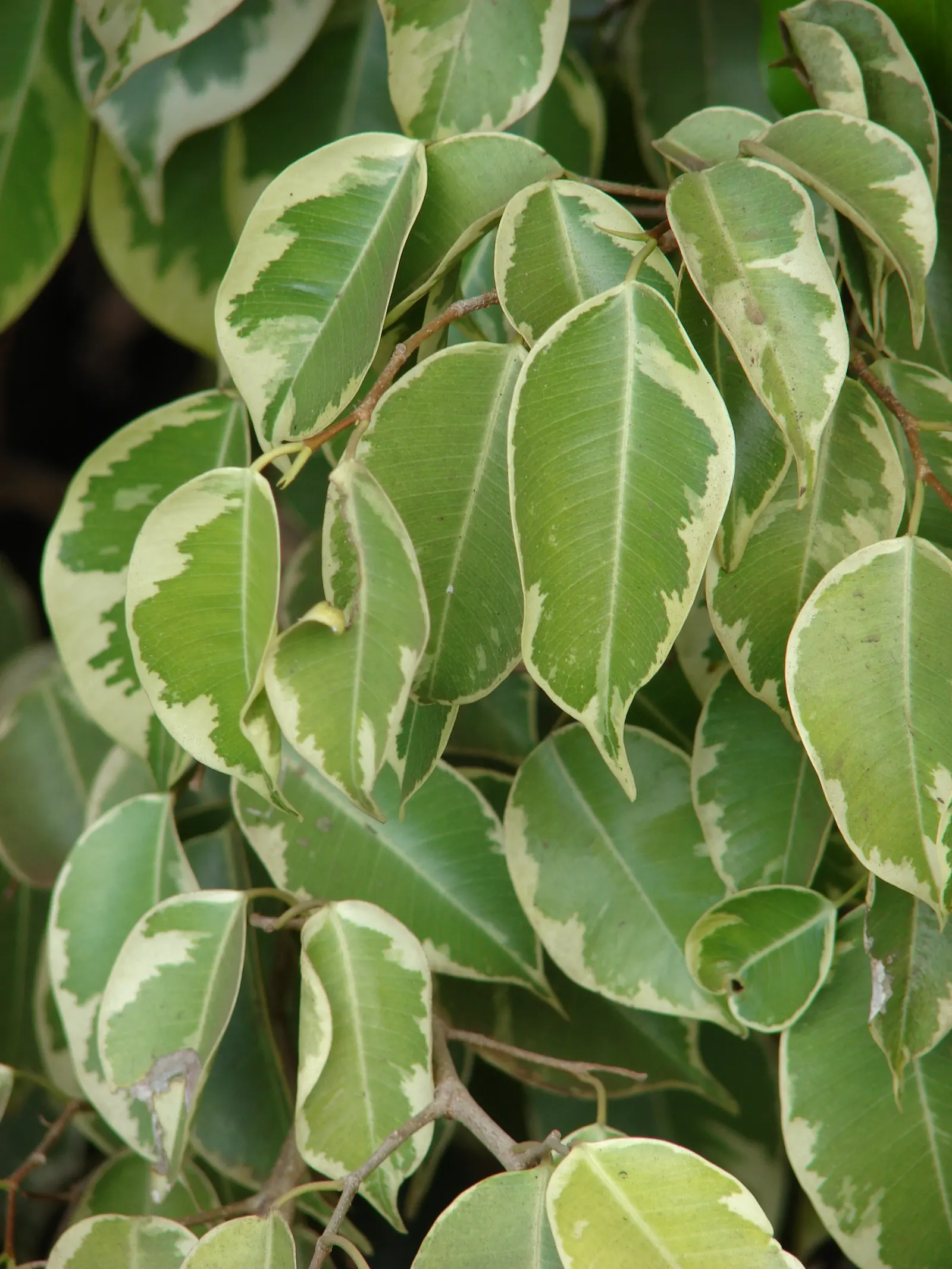 Variegated Weeping Banyon (Ficus Benjamina 'Variegata') — With the right care and placement