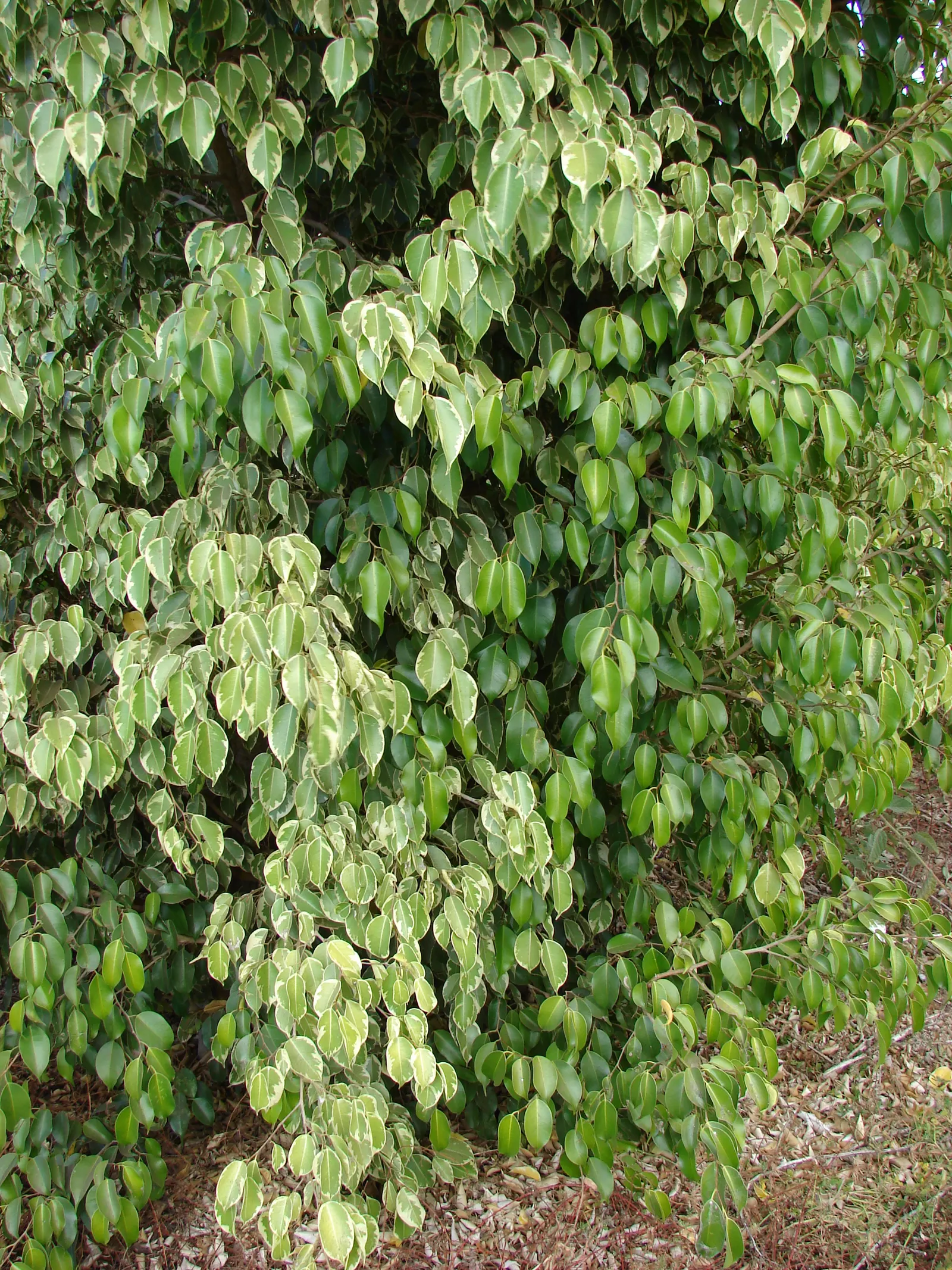 Variegated Weeping Banyon (Ficus Benjamina 'Variegata') — The Variegated Weeping Fig; thriving in bright, indirect light, this cultivar typically reaches 8 to