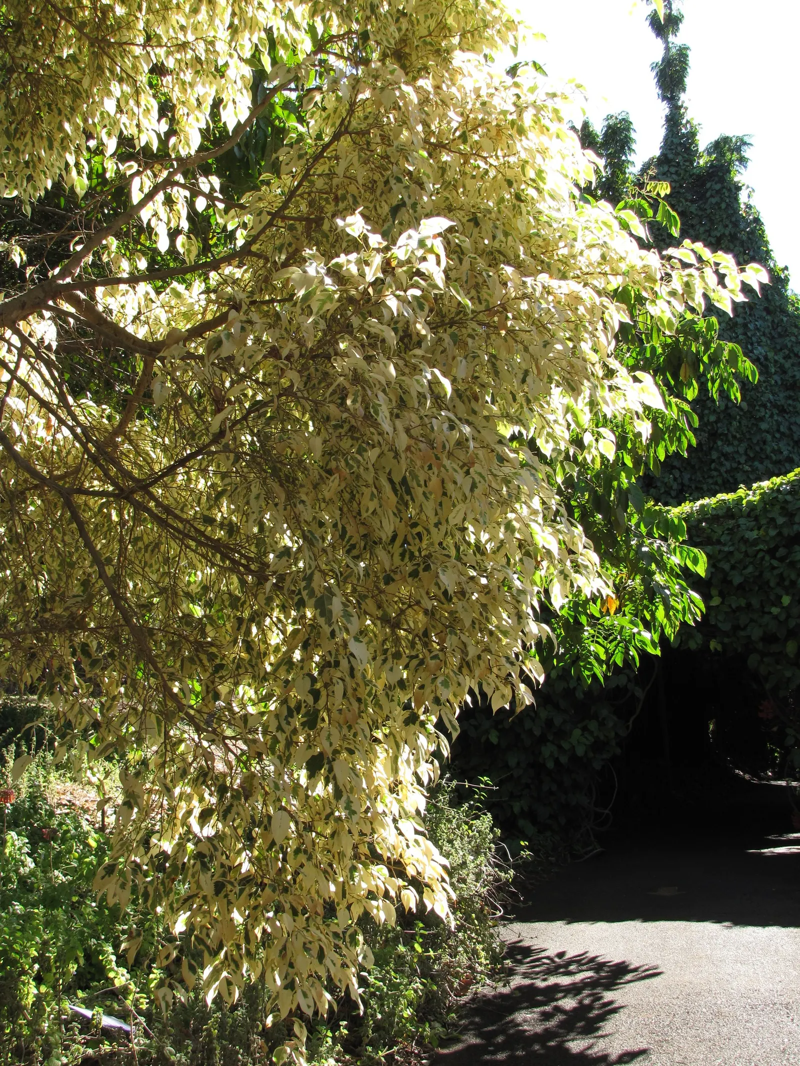 Variegated Weeping Banyon (Ficus Benjamina 'Variegata') — creating a lively contrast with the dark bark.<br><br>Able to reach up to 10 to 15 feet, image 36