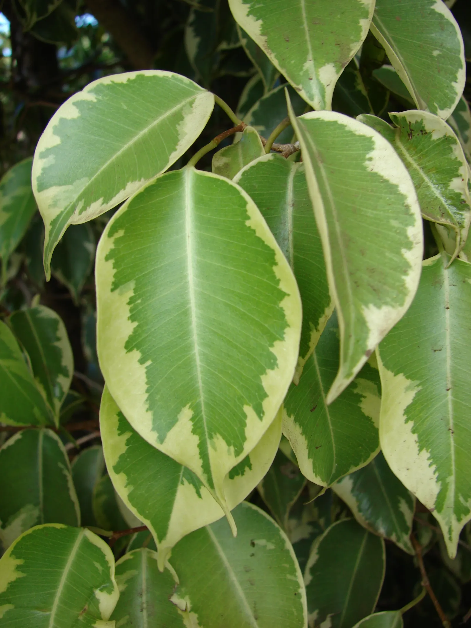 Variegated Weeping Banyon (Ficus Benjamina 'Variegata') — is a stunning ornamental known for its graceful drooping branches and glossy