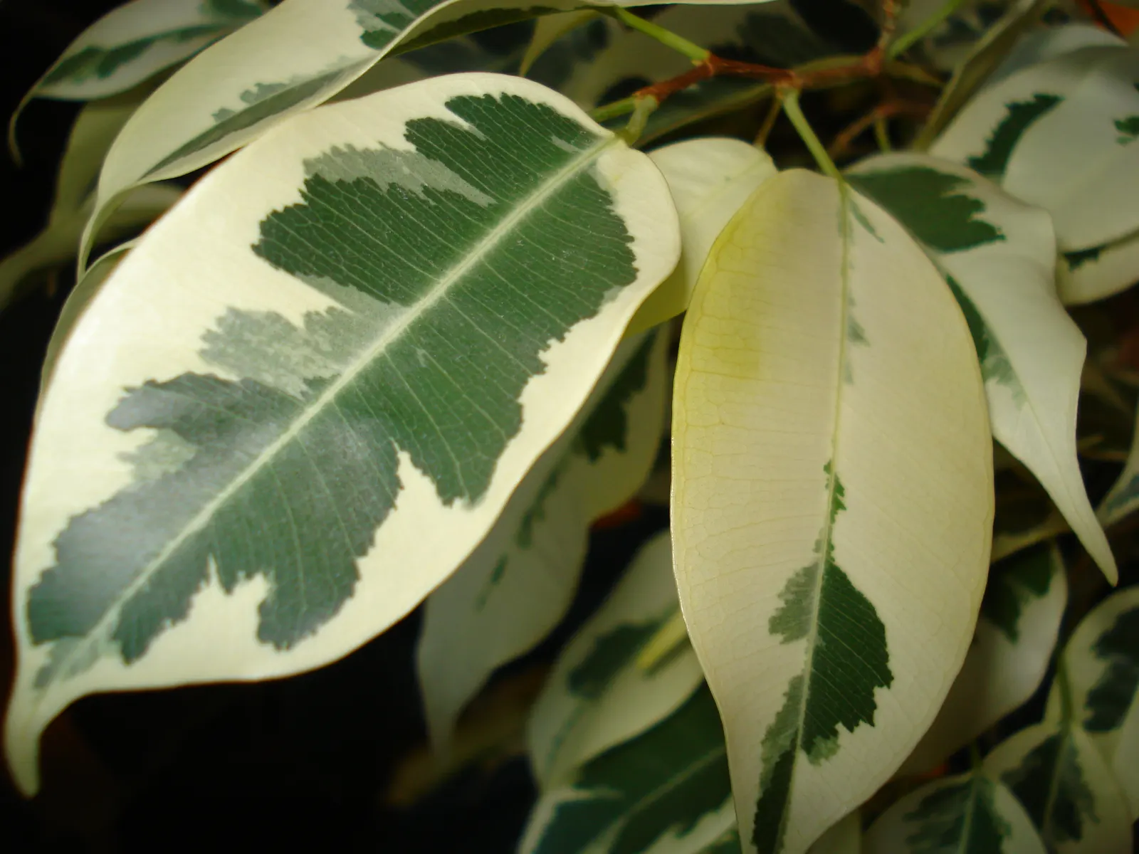 Variegated Weeping Banyon (Ficus Benjamina 'Variegata') — with an approximate spread of 3 to 8 feet when cultivated outdoors in the landscape