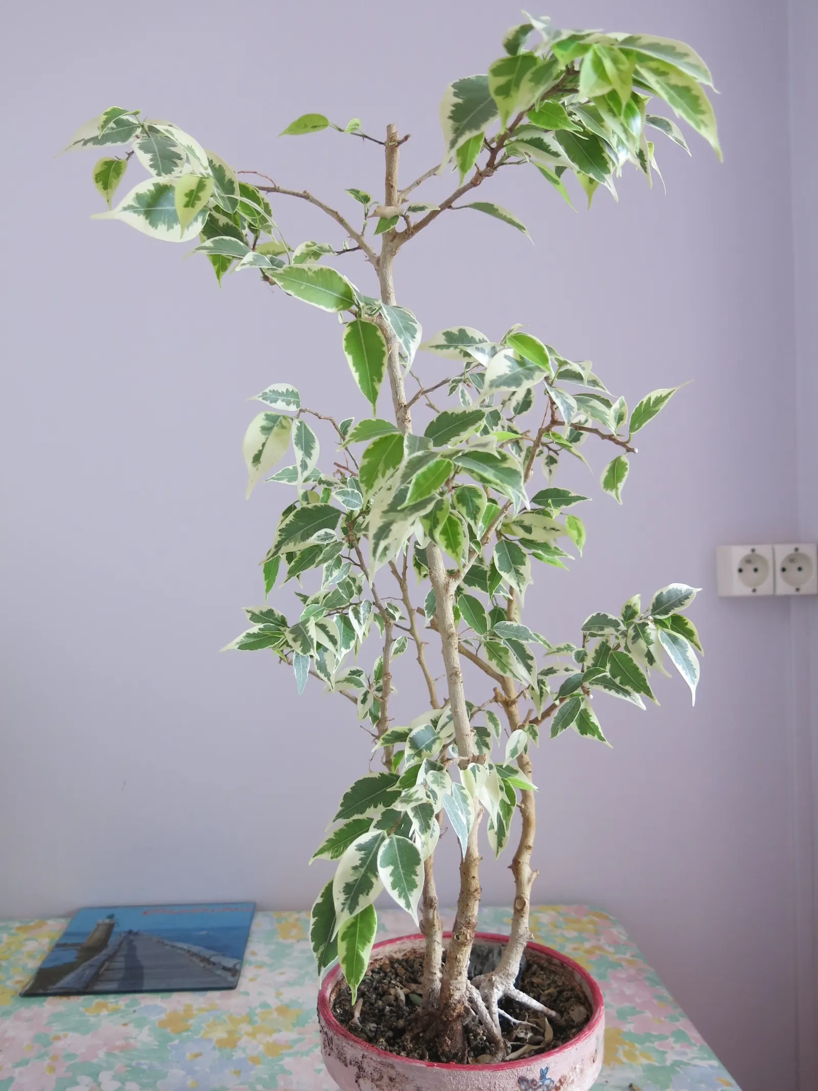 Variegated Weeping Banyon (Ficus Benjamina 'Variegata') — with an approximate spread of 3 to 8 feet when cultivated outdoors in the landscape; it flourishes in
