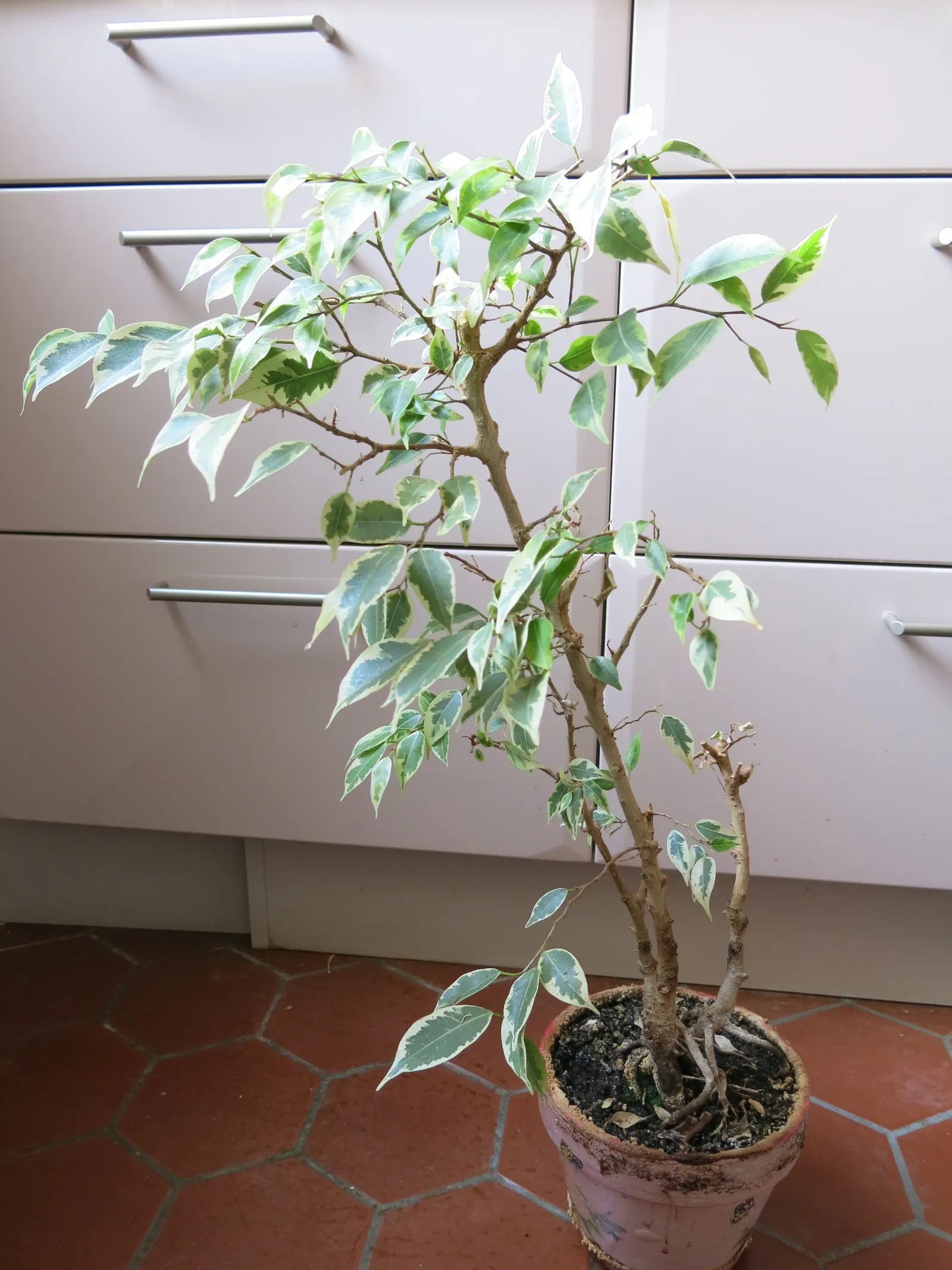 Variegated Weeping Banyon (Ficus Benjamina 'Variegata') — drooping branches adorned with glossy