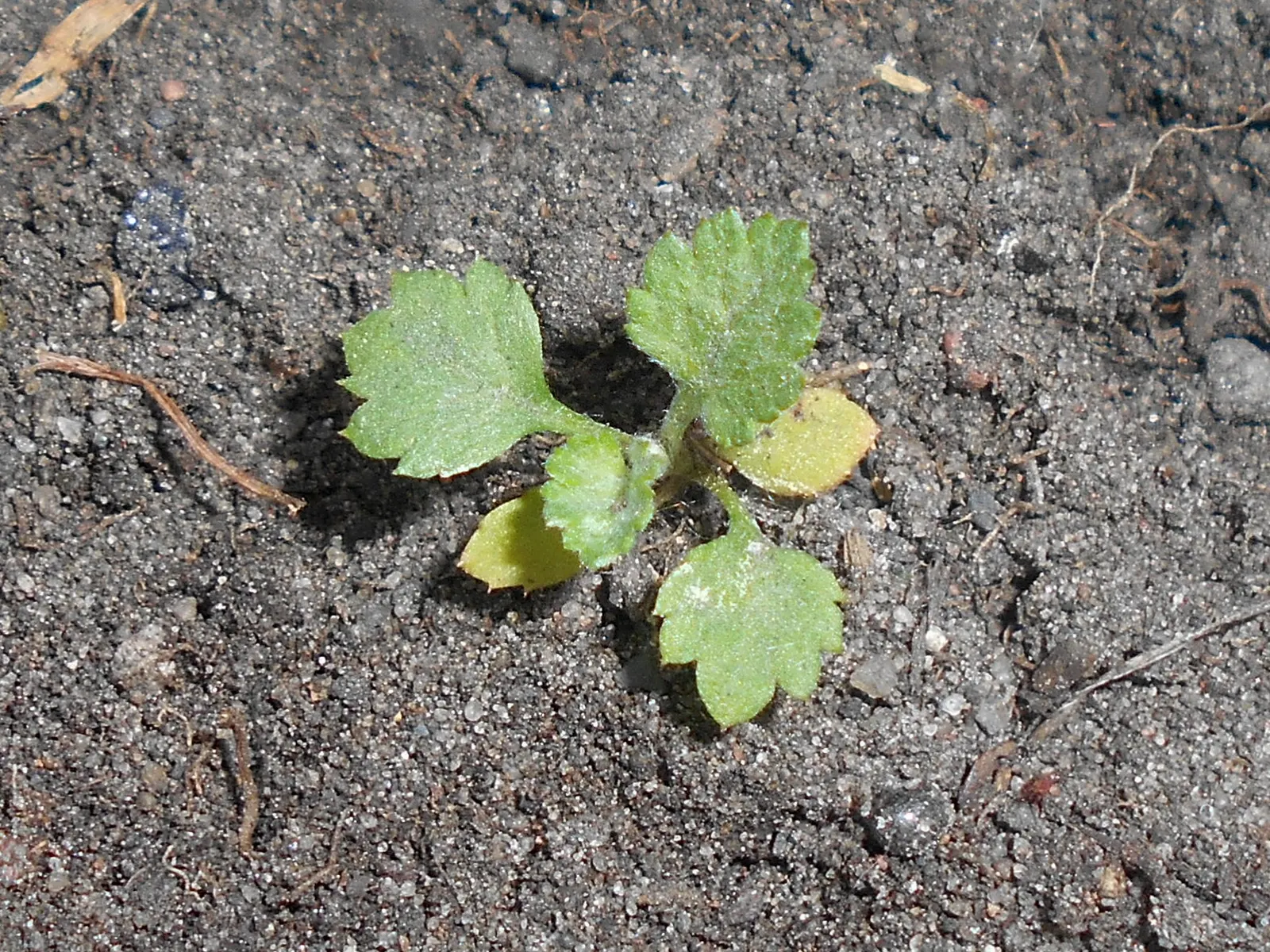 Mugwort (Artemisia Douglasiana) — requiring only occasional trimming to keep the plant in check and to encourage a bushier growth habit; white, image 85