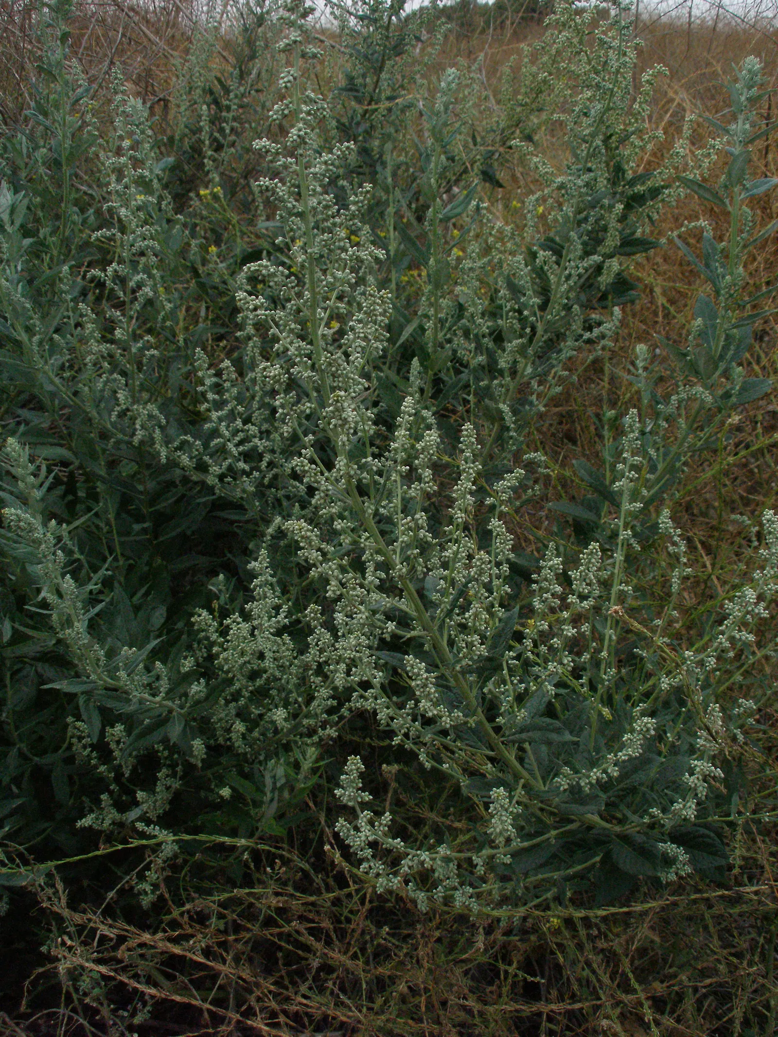 Mugwort (Artemisia Douglasiana) — These flowers are generally light yellow to reddish-brown; thriving in USDA Hardiness Zones 3 through 9, image 78