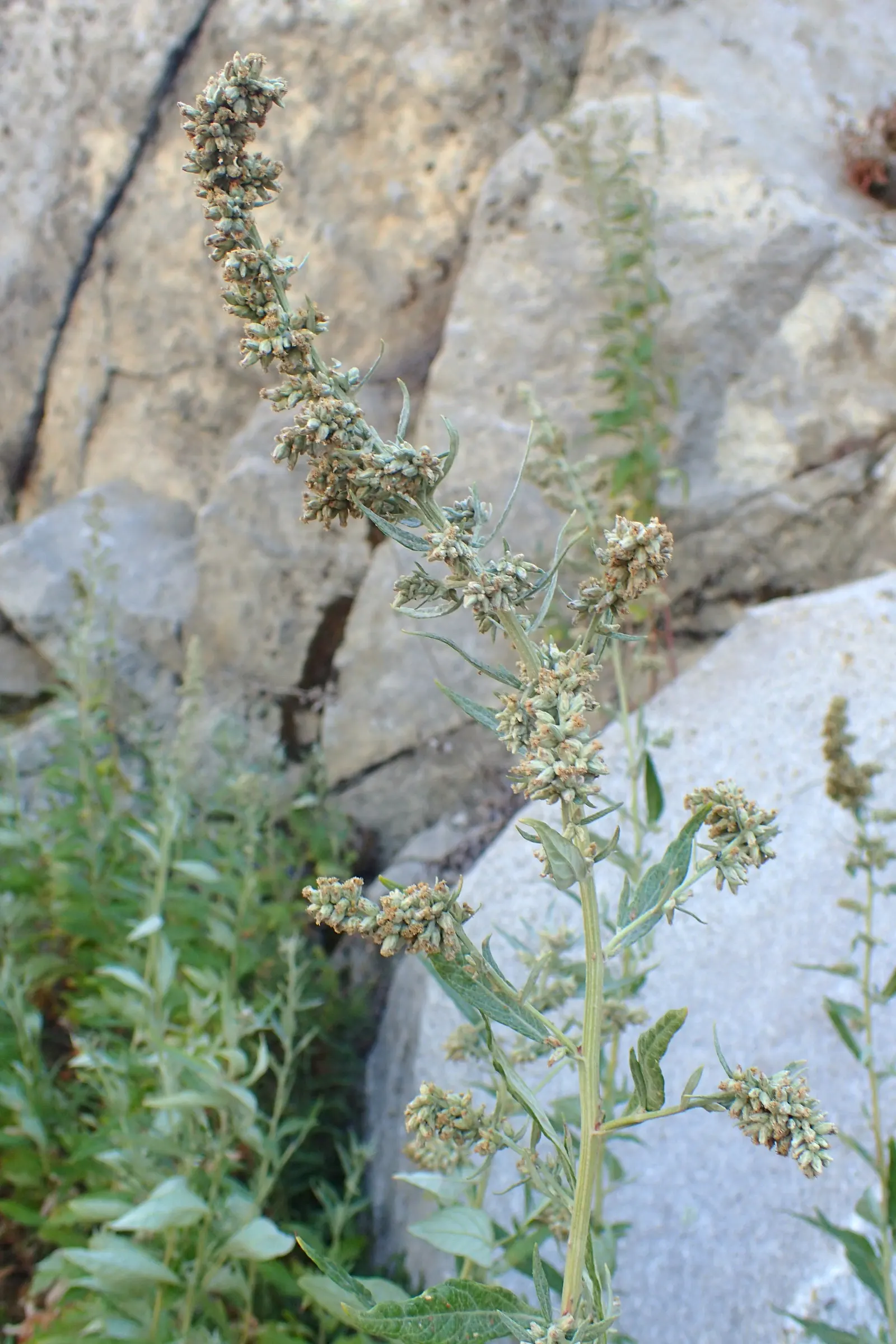 Mugwort (Artemisia Douglasiana) — It prefers well-draining soil and can tolerate a range of sunlight exposure from full sun to partial shade