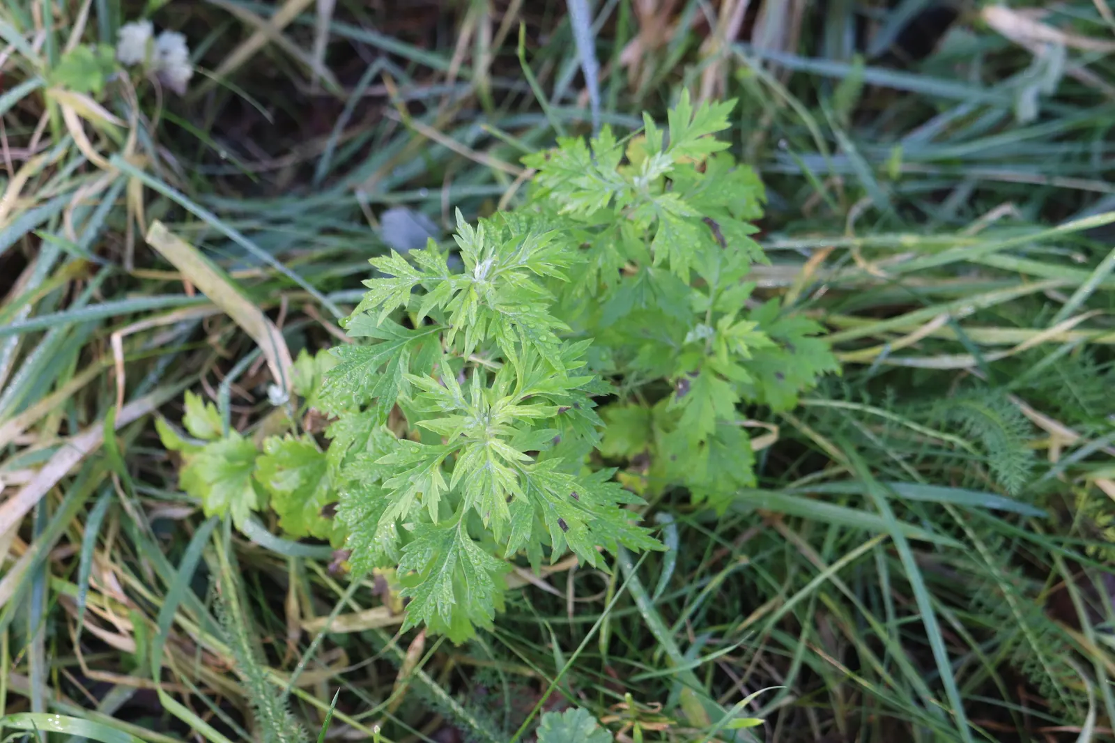 Mugwort (Artemisia Douglasiana) — Mugwort (Artemisia douglasiana) is a resilient perennial herb flourishing in U.S; ideal for borders, it, image 67