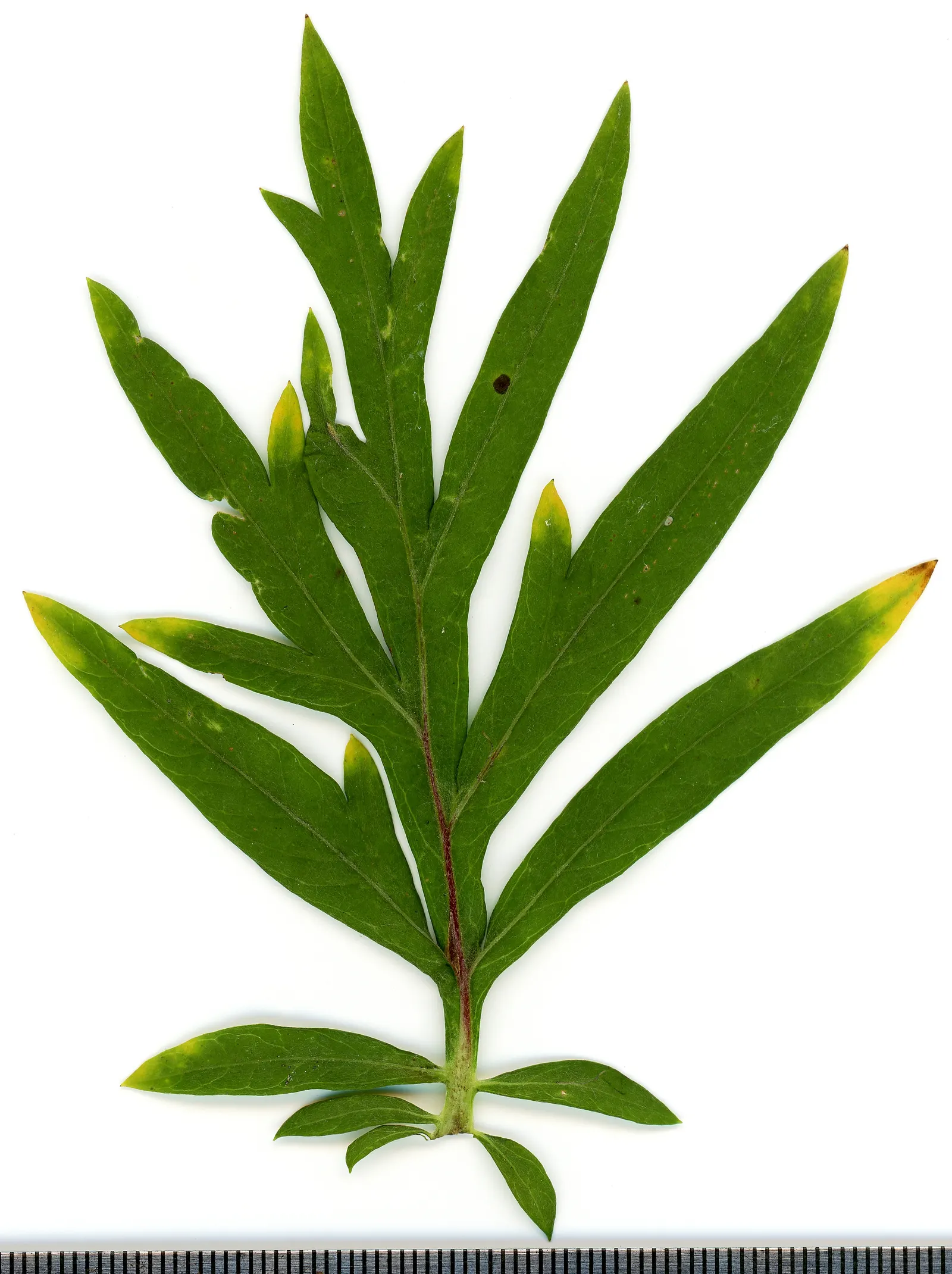 Mugwort (Artemisia Douglasiana) — predominantly found along stream banks and in moist areas