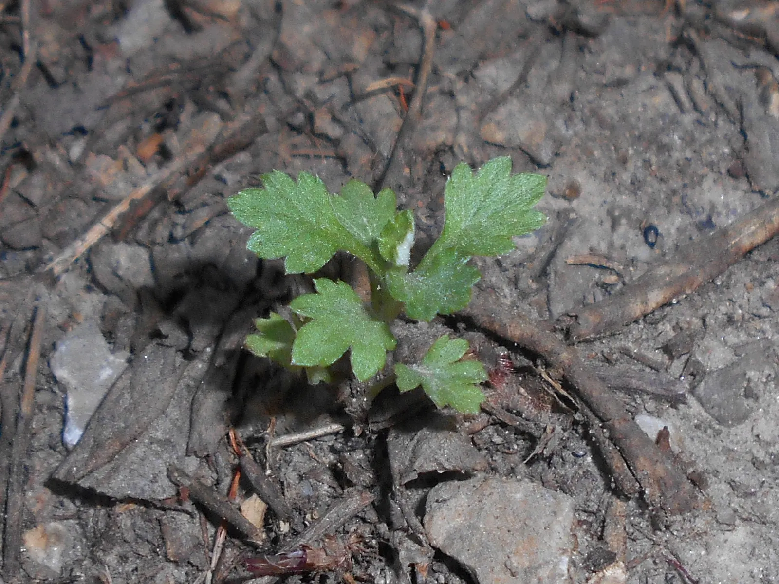 Mugwort (Artemisia Douglasiana) — thriving in USDA Hardiness Zones 3 through 9