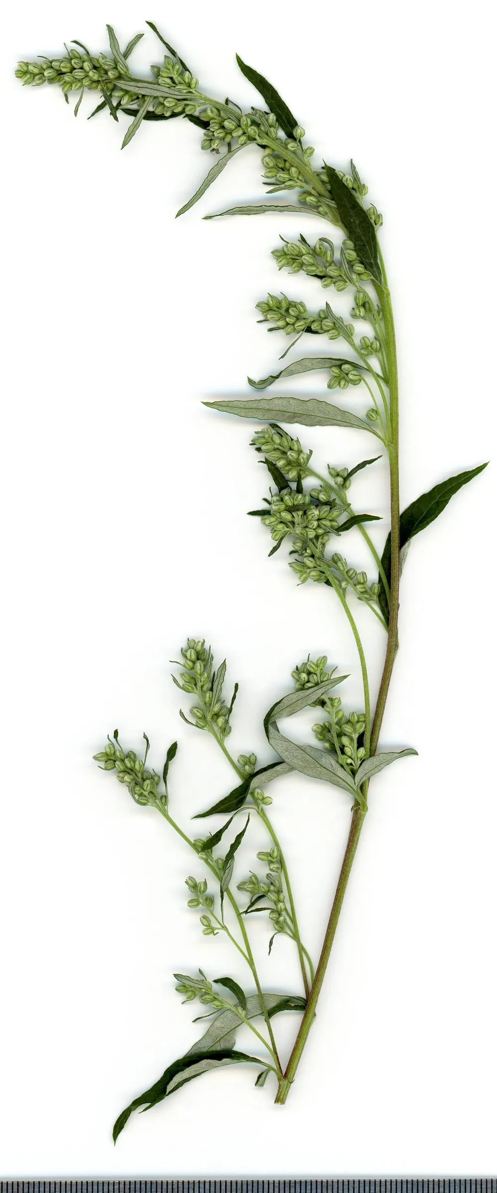 Mugwort (Artemisia Douglasiana) — perennial for full; requiring only occasional trimming to keep the plant in check and to encourage a bushier, image 66