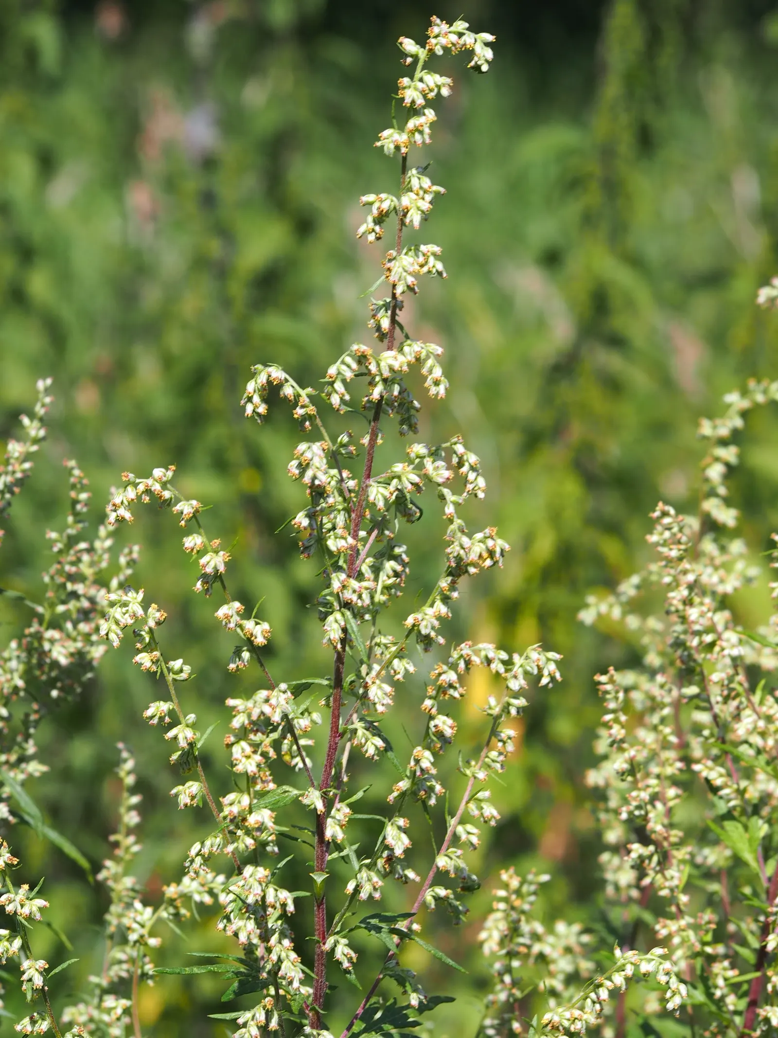 Mugwort (Artemisia Douglasiana) — perennial with white blooms