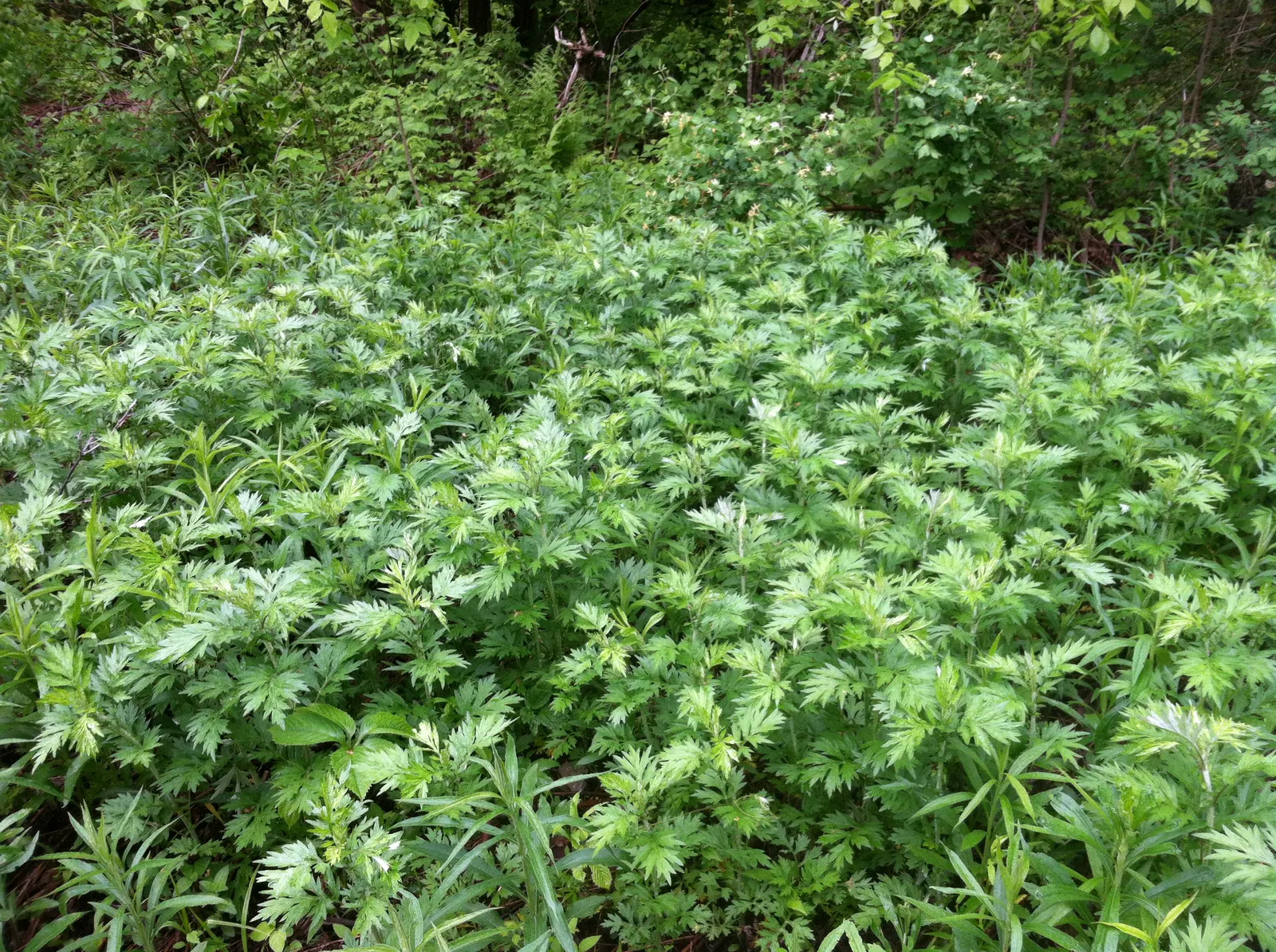 Mugwort (Artemisia Douglasiana) — requiring only occasional trimming to keep the plant in check and to encourage a bushier growth habit; white, image 63