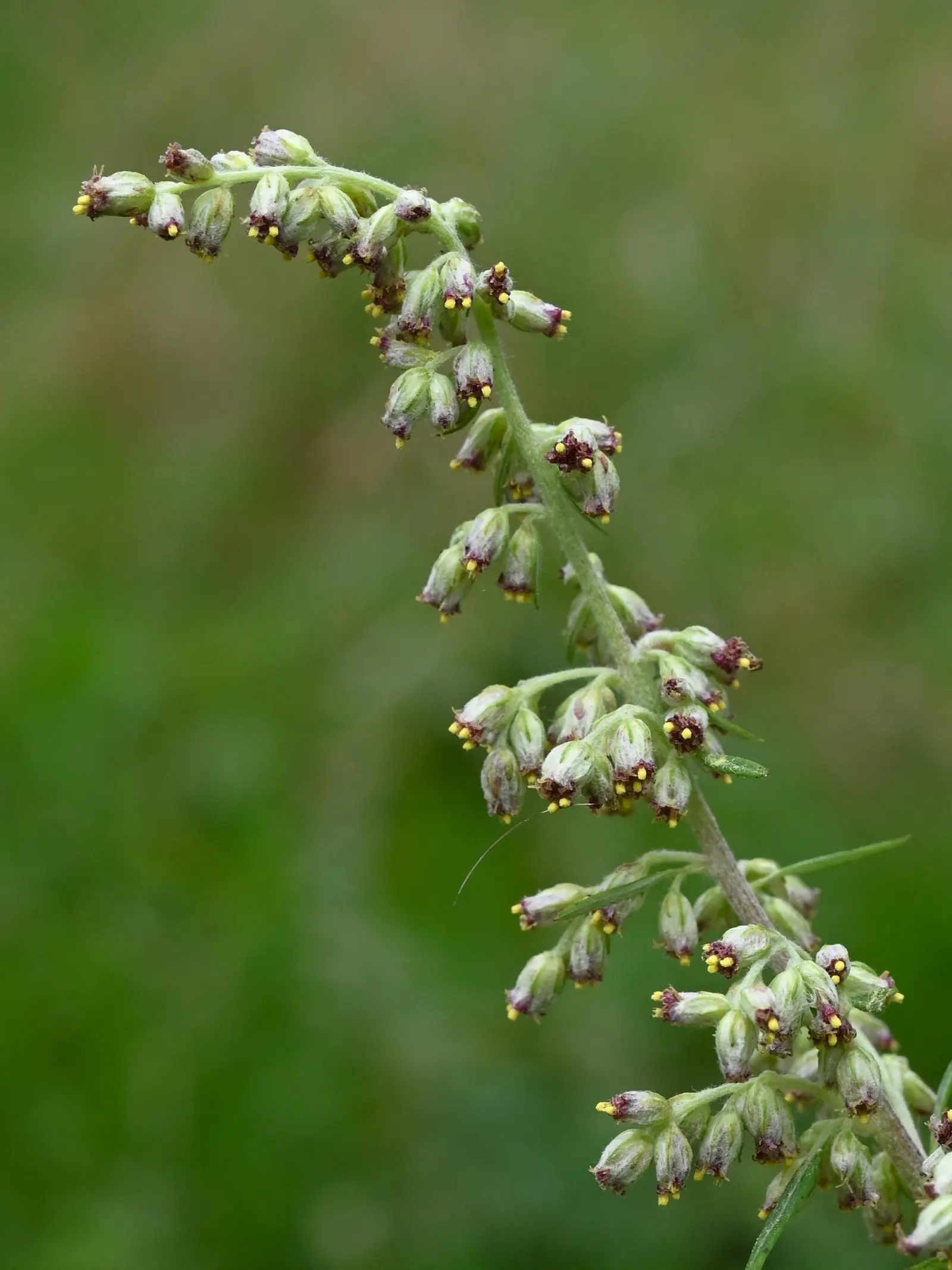 Mugwort (Artemisia Douglasiana) — It prefers well-draining soil and can tolerate a range of sunlight exposure from full sun to partial shade, image 82