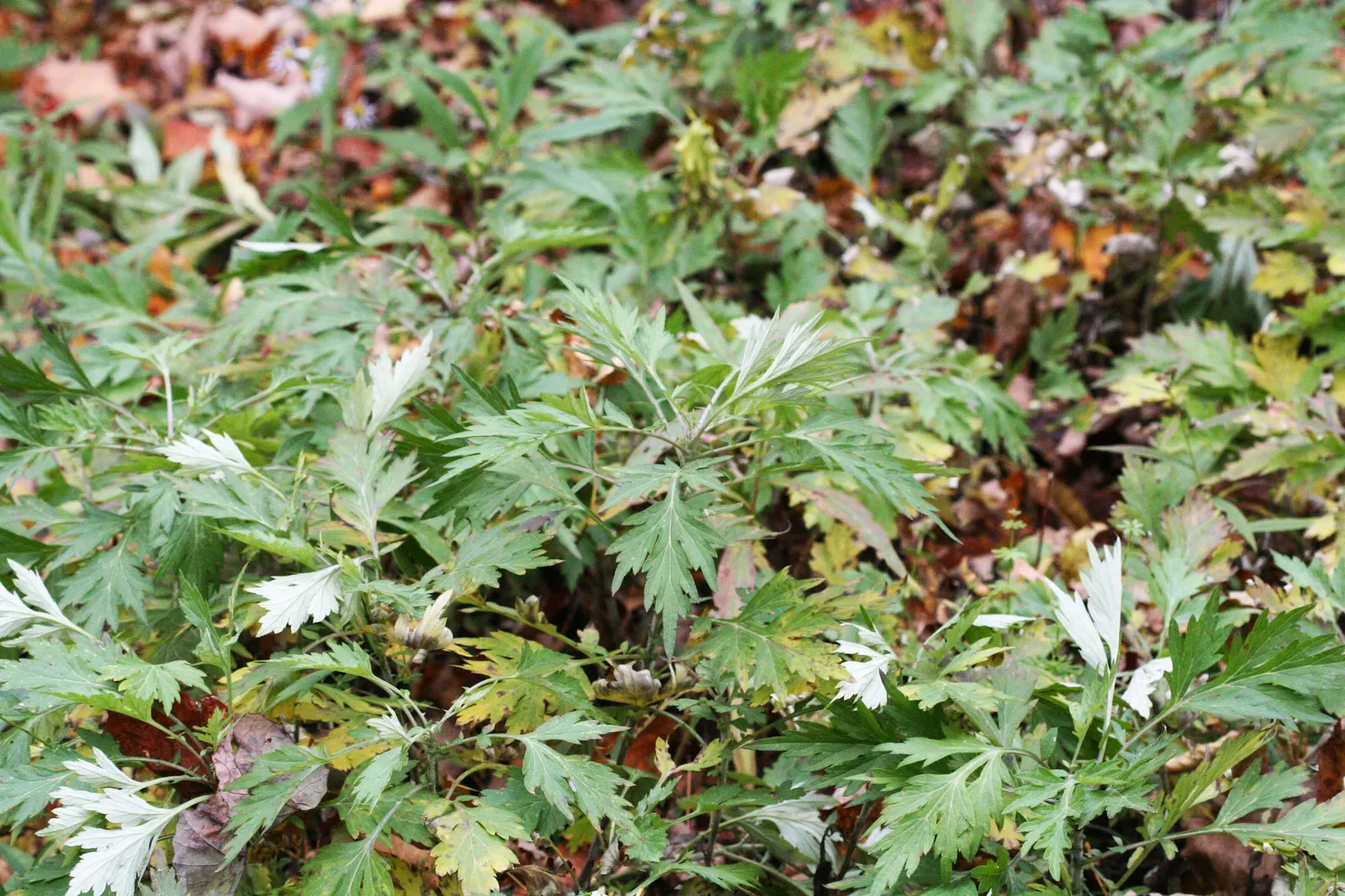 Mugwort (Artemisia Douglasiana) — become invasive if not managed properly; adding a subtle hint of color to the green tapestry of the, image 62