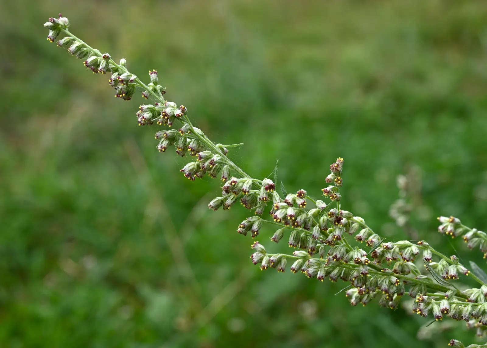 Mugwort (Artemisia Douglasiana) — perennial with white blooms; these flowers are generally light yellow to reddish-brown, image 87