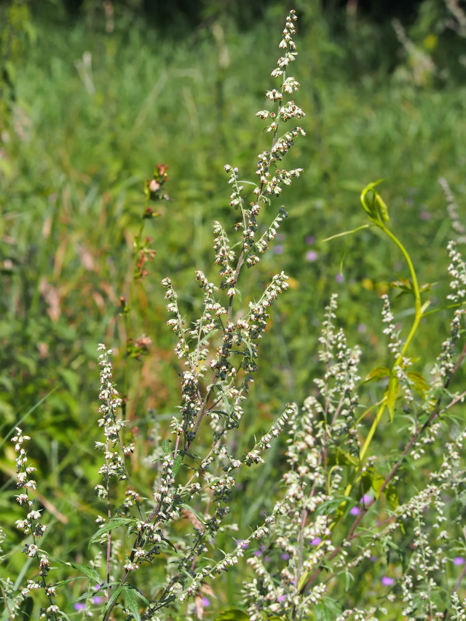 Mugwort (Artemisia Douglasiana) — Given its robust root system, Mugwort can be an ideal choice for erosion control