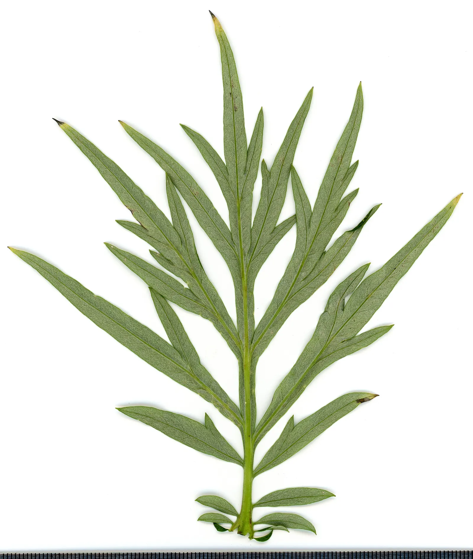 Mugwort (Artemisia Douglasiana) — Ideal for borders, it necessitates full sun to partial shade and well-drained soil; this aromatic foliage herb, image 48