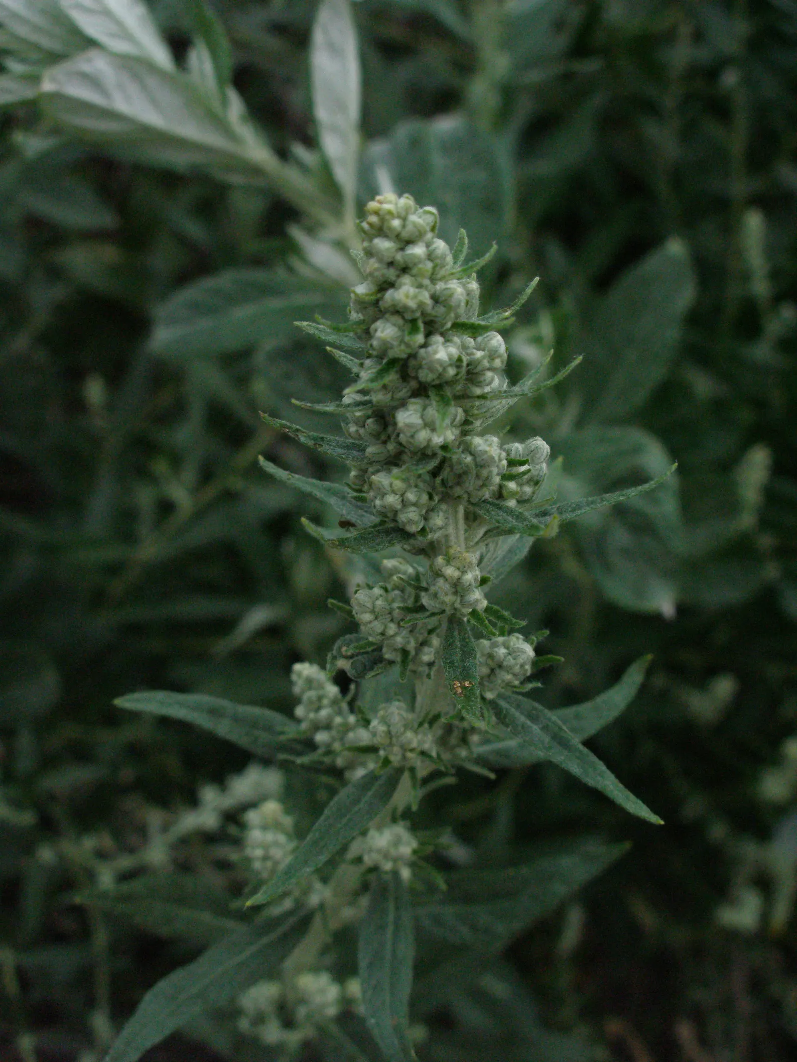 Mugwort (Artemisia Douglasiana) — Given its robust root system, Mugwort can be an ideal choice for erosion control; mugwort is also reputed for its, image 83