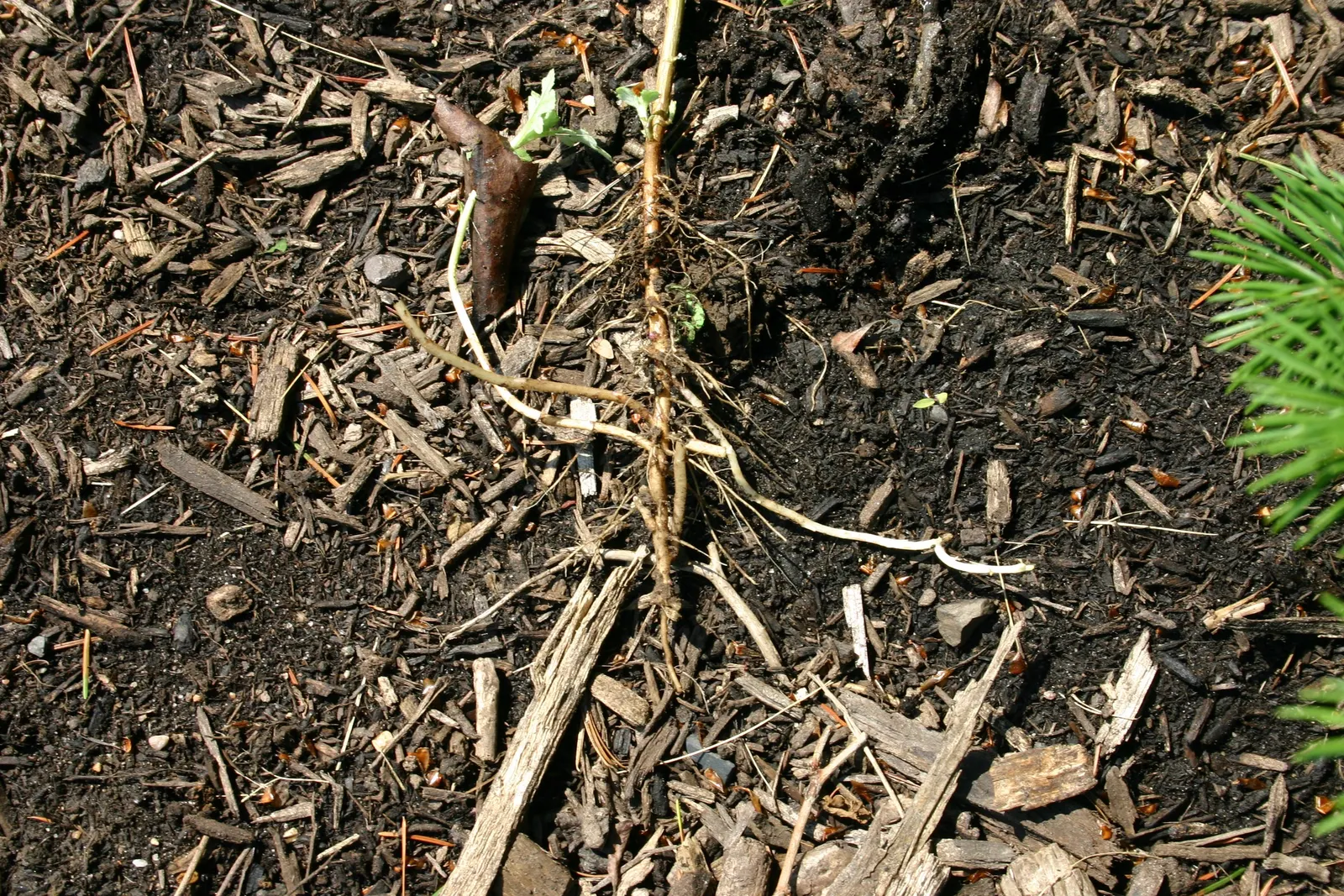 Mugwort (Artemisia Douglasiana) — Mugwort is valued for its hardiness and adaptability; enhancing both aesthetic and functional aspects of garden, image 58