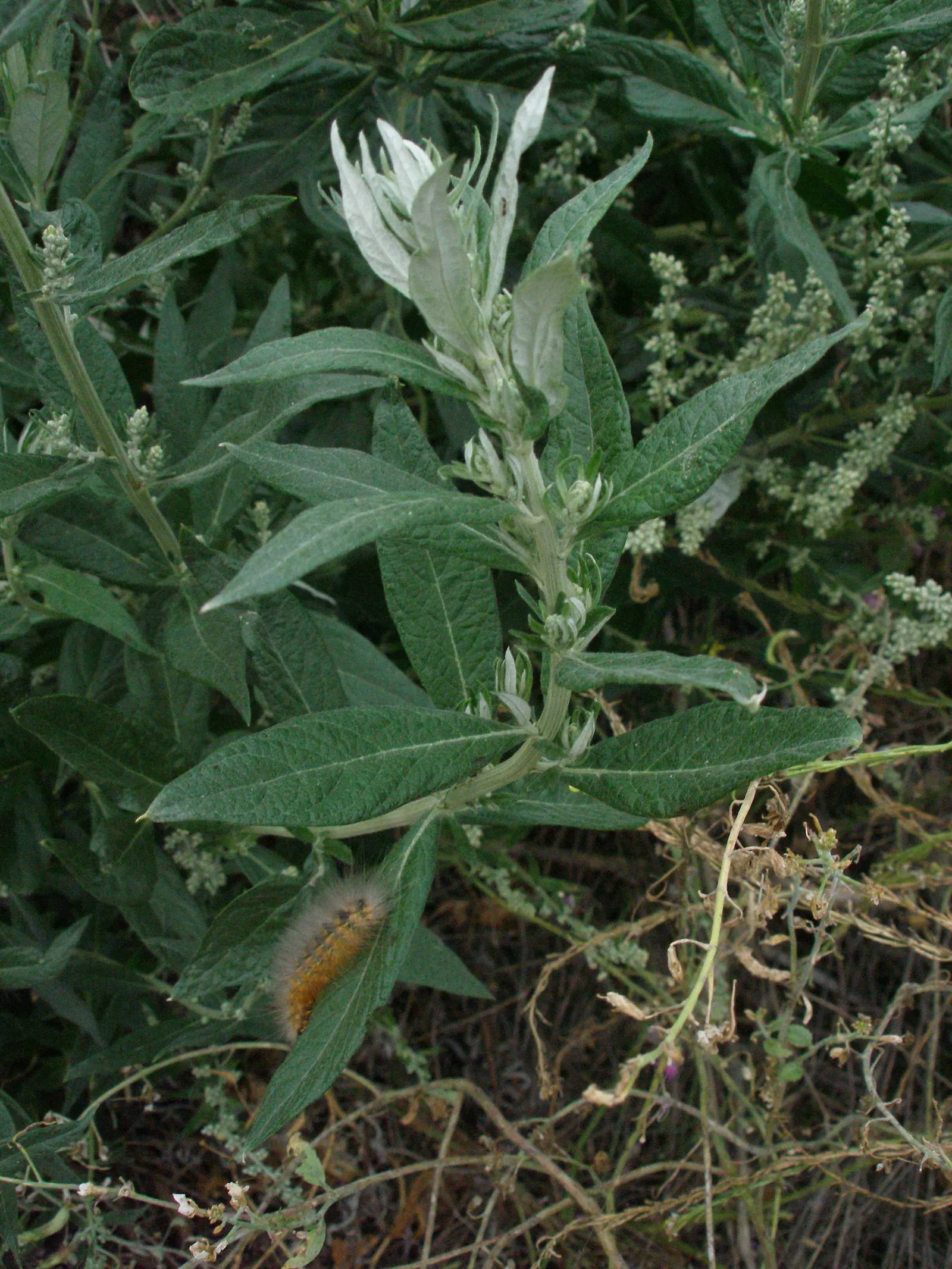 Mugwort (Artemisia Douglasiana) — It prefers well-draining soil and can tolerate a range of sunlight exposure from full sun to partial shade, image 60