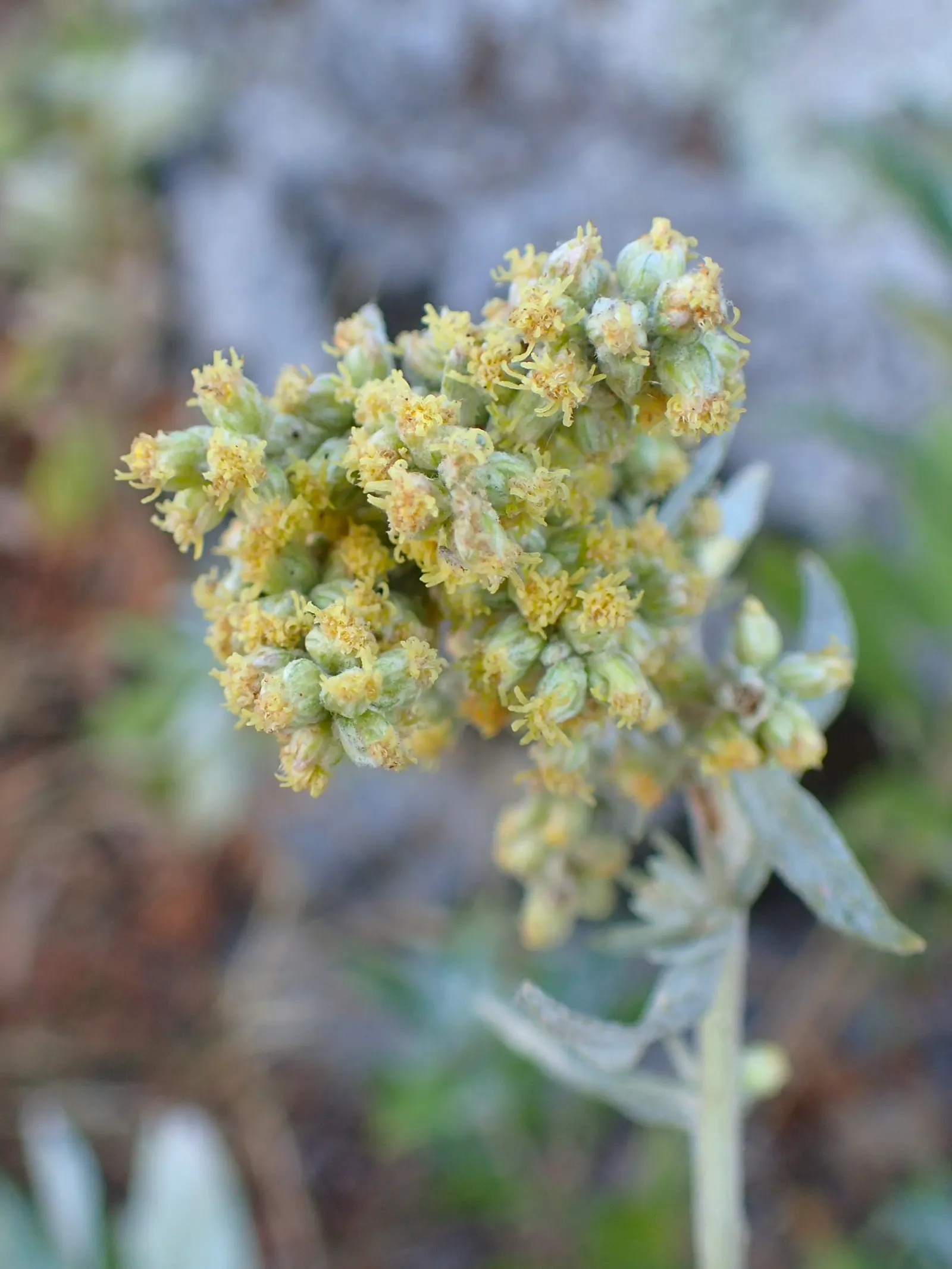Mugwort (Artemisia Douglasiana) — Mugwort is valued for its hardiness and adaptability; enhancing both aesthetic and functional aspects of garden, image 80