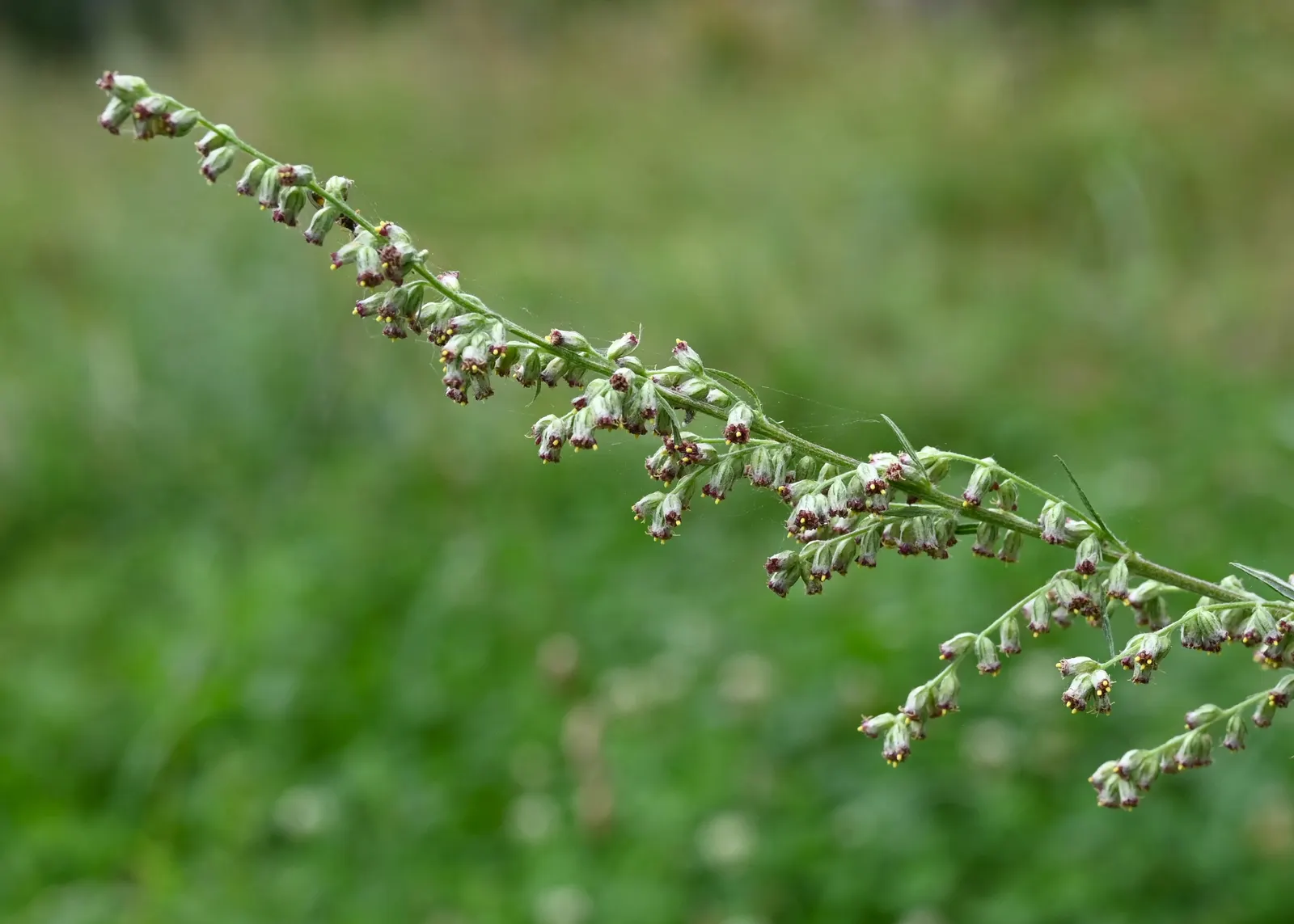 Mugwort (Artemisia Douglasiana) — white flowers in the garden; with modest water demands, image 86
