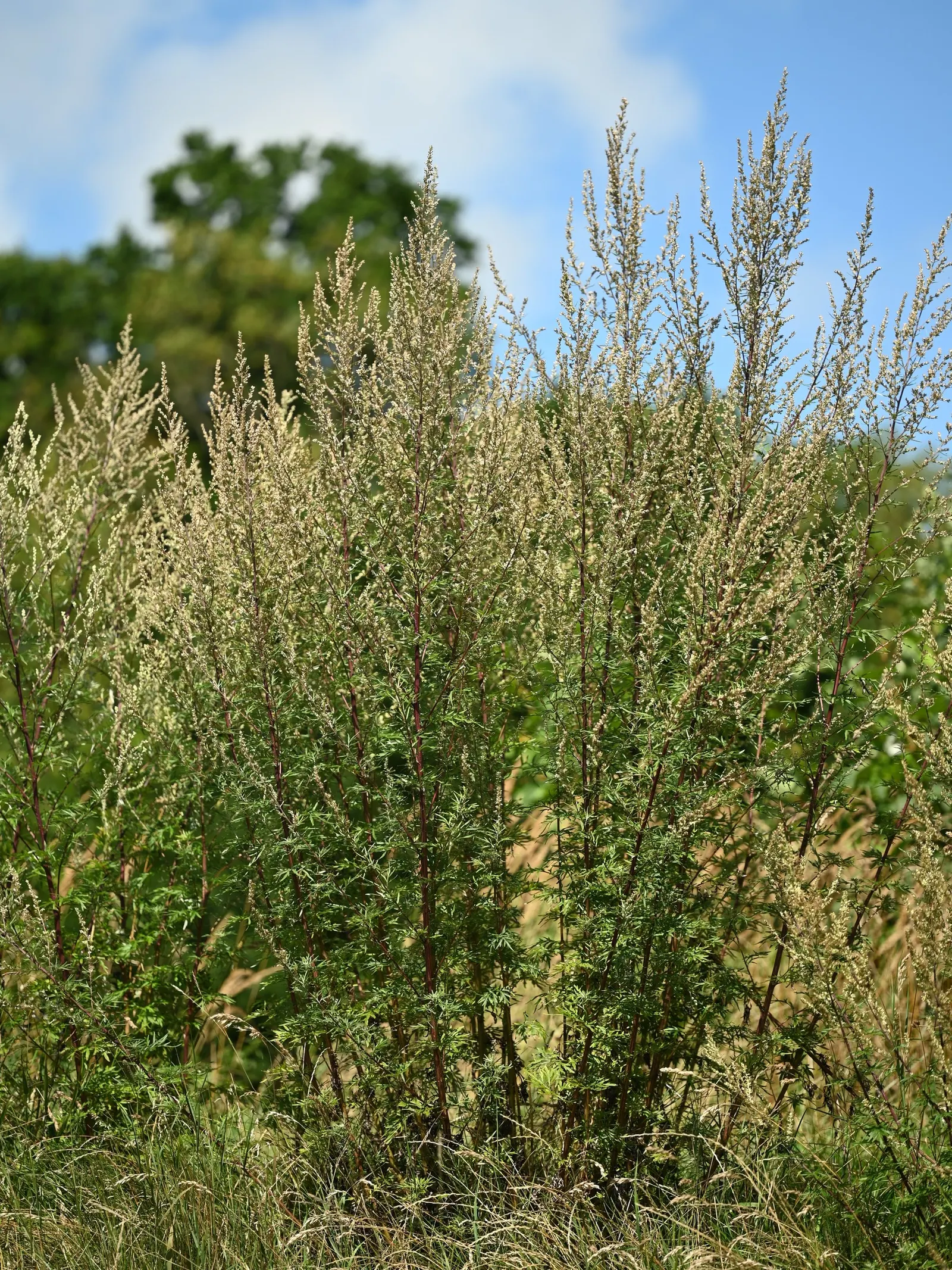 Mugwort (Artemisia Douglasiana) — white flowers in the garden; with modest water demands, image 64