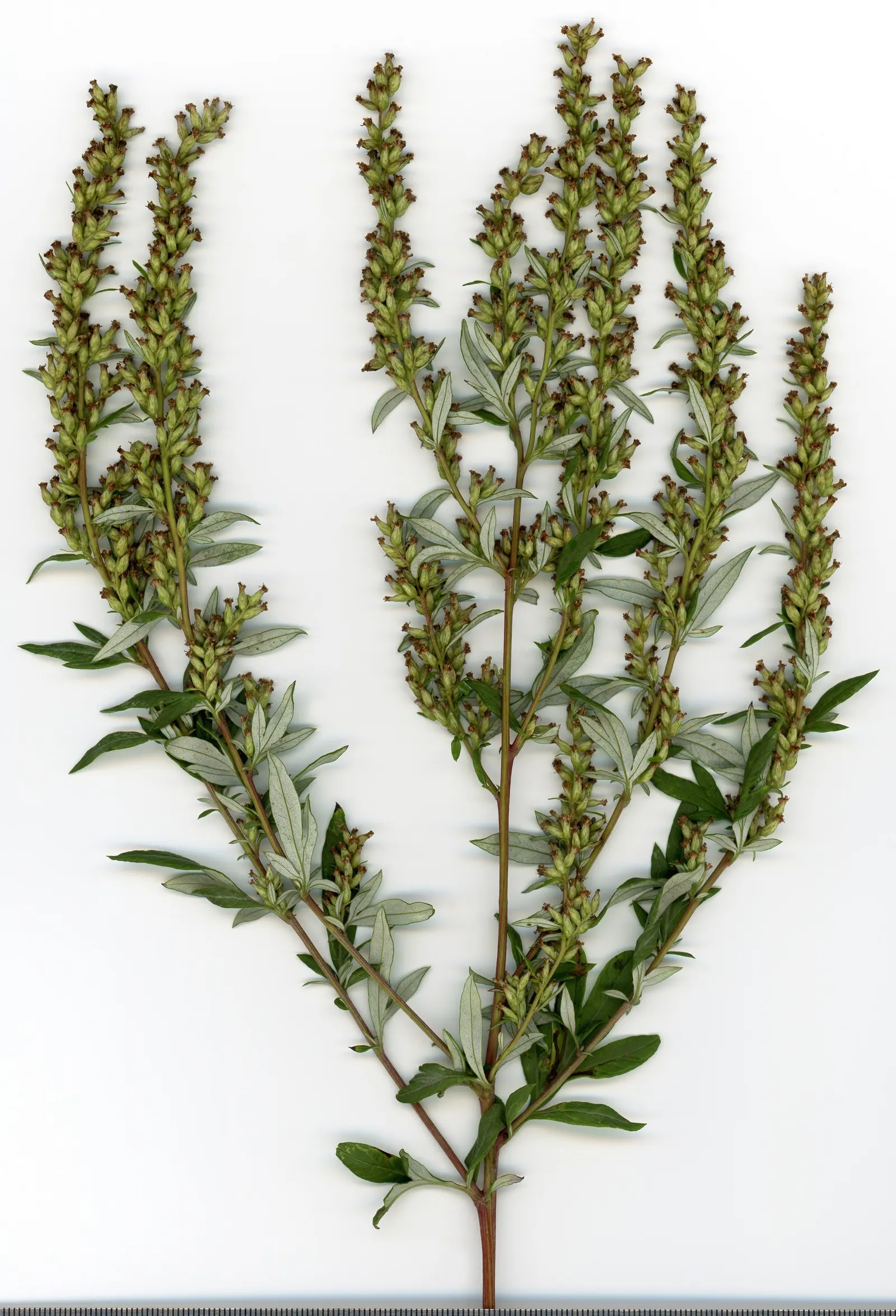 Mugwort (Artemisia Douglasiana) — enhancing both aesthetic and functional aspects of garden designs; featuring a height of 4-5 feet and width up to, image 73