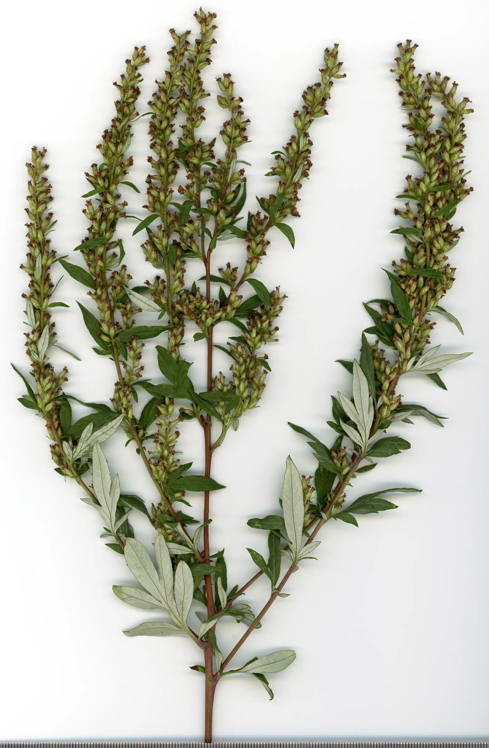 Mugwort (Artemisia Douglasiana) — mugwort is also reputed for its insect-repellent attributes; given its robust root system, Mugwort can be an, image 72