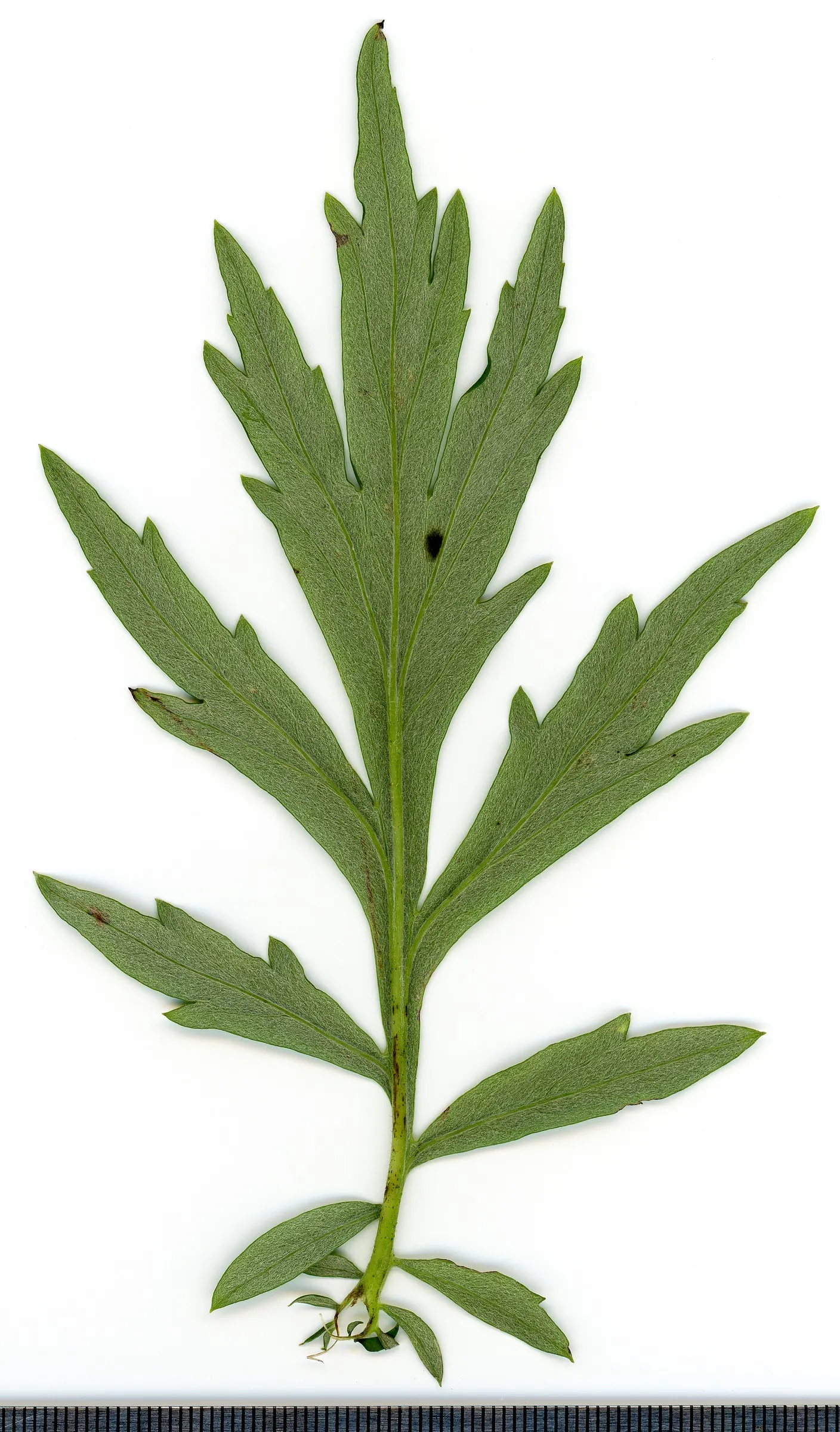 Mugwort (Artemisia Douglasiana) — Given its robust root system, Mugwort can be an ideal choice for erosion control; mugwort is also reputed for its, image 61