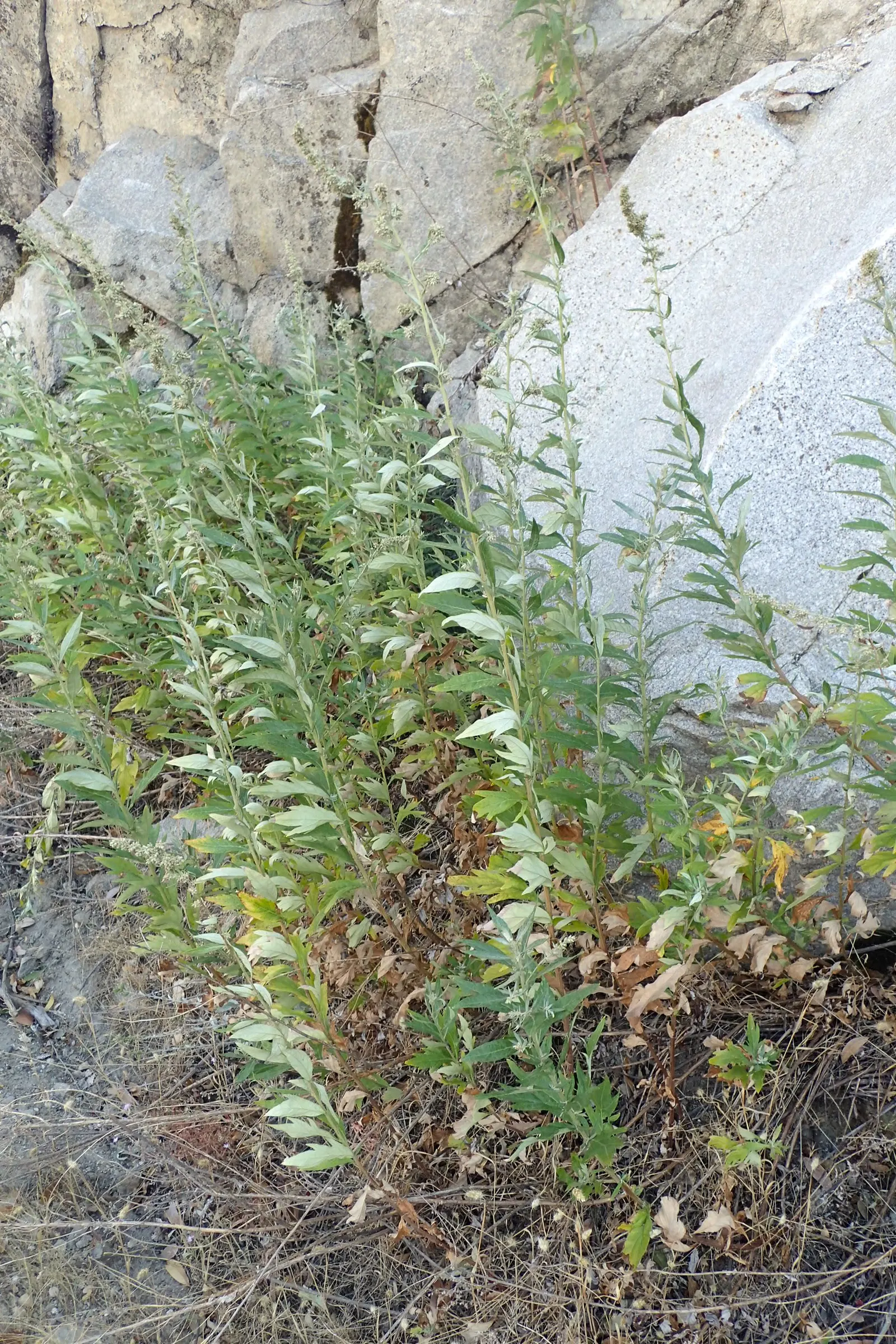 Mugwort (Artemisia Douglasiana) — requiring only occasional trimming to keep the plant in check and to encourage a bushier growth habit