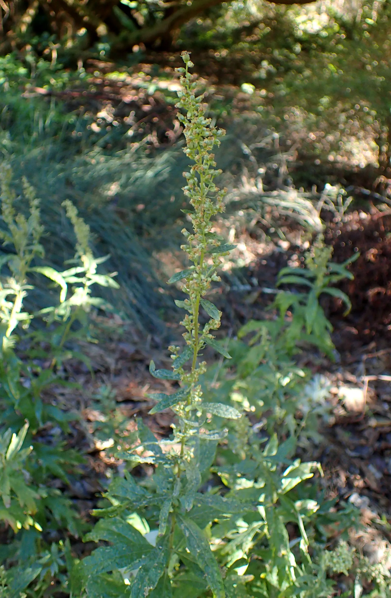 Mugwort (Artemisia Douglasiana) — Featuring a height of 4-5 feet and width up to 2-3 feet