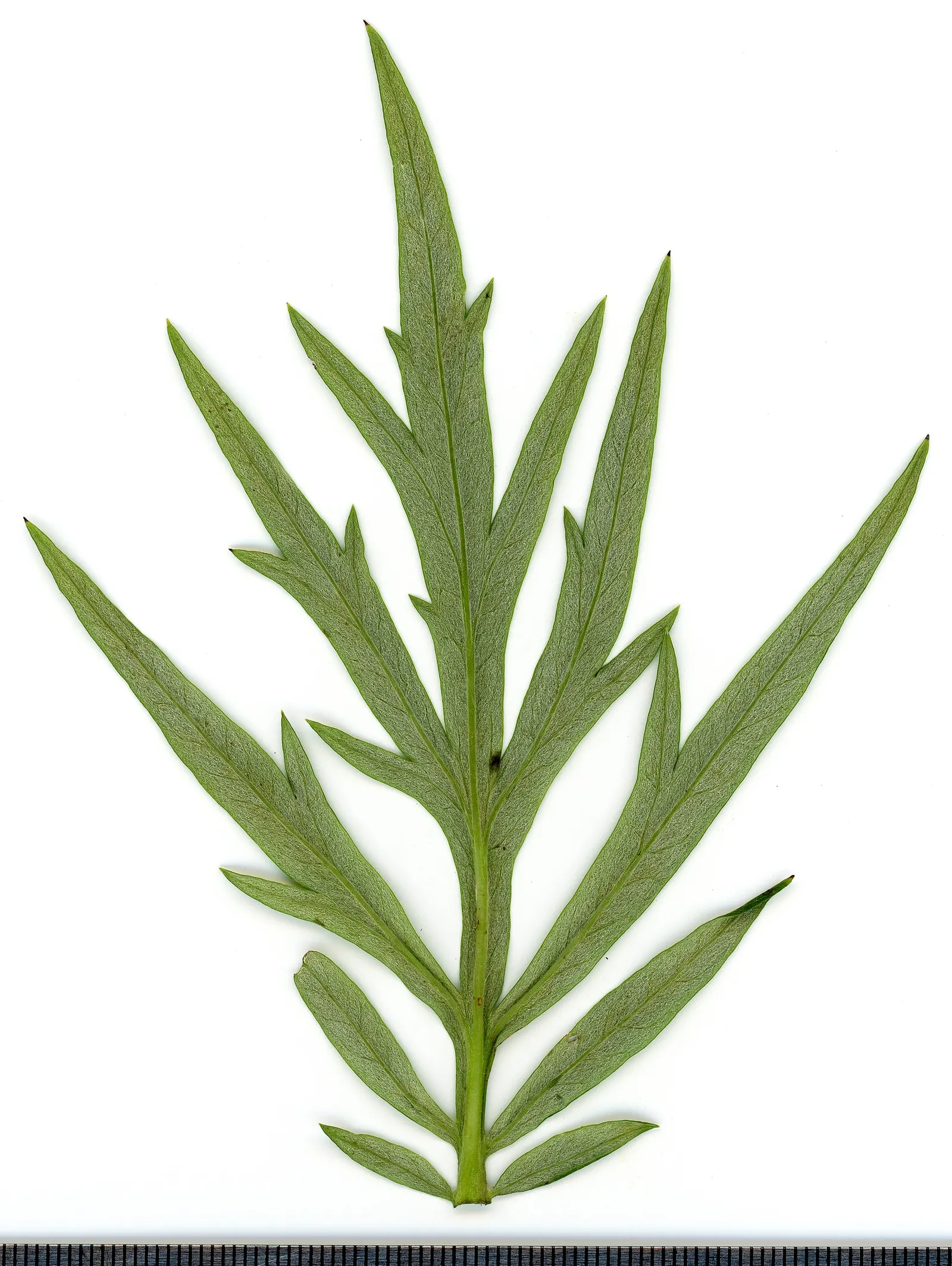 Mugwort (Artemisia Douglasiana) — With modest water demands; dark green leaves that span about 2 to 4 inches in length, image 49