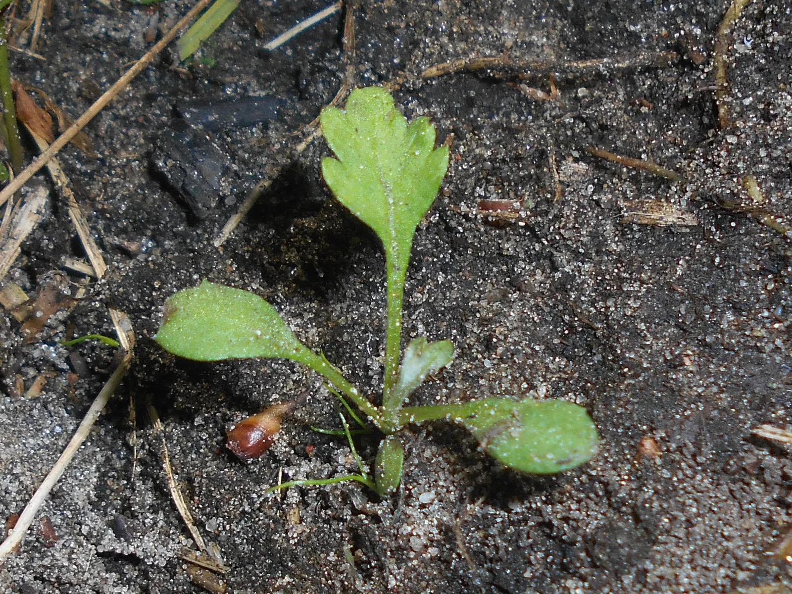 Mugwort (Artemisia Douglasiana) — predominantly found along stream banks and in moist areas; boasts an impressive height typically ranging from 3, image 74