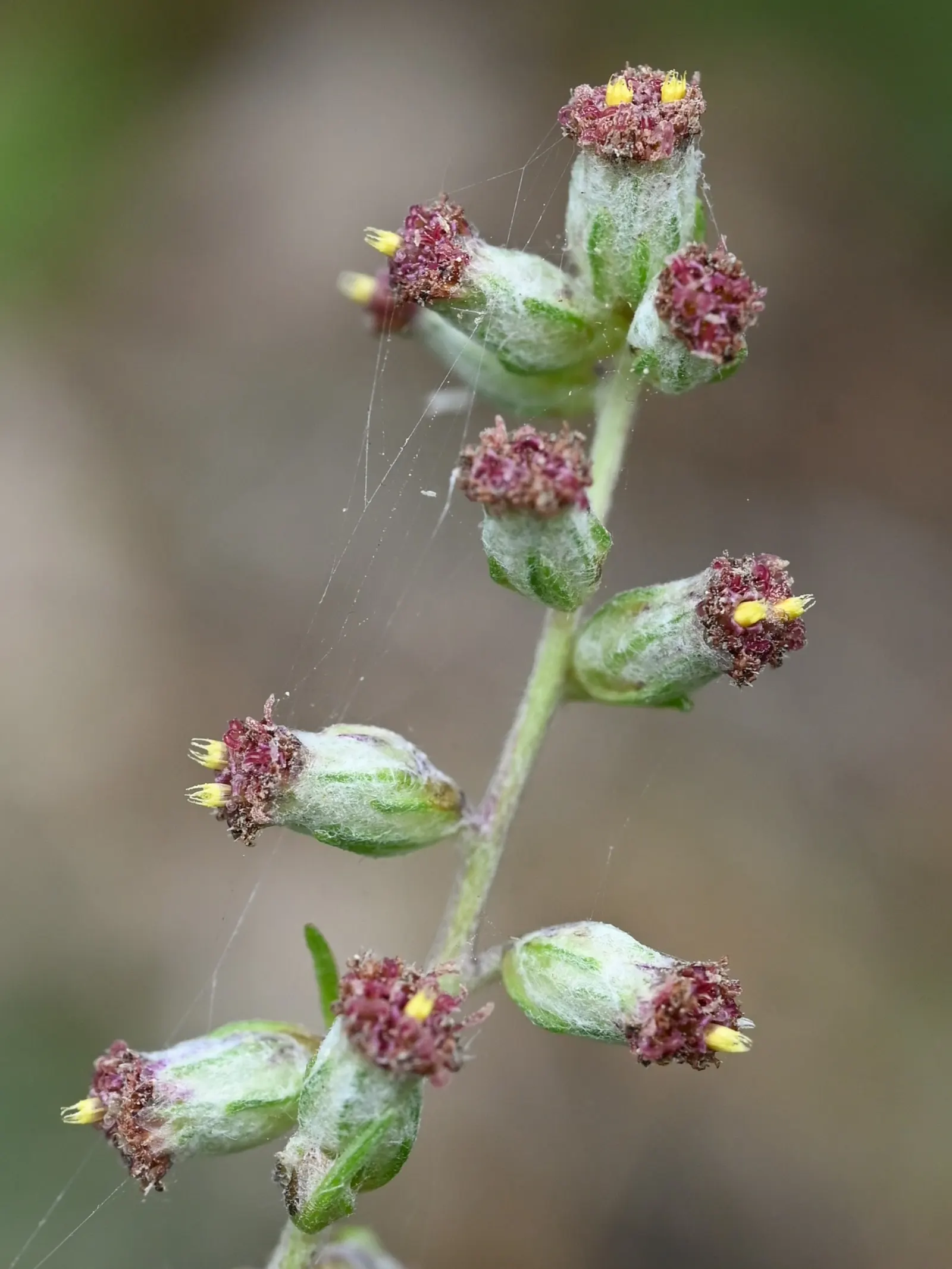 Mugwort (Artemisia Douglasiana) — thriving in USDA Hardiness Zones 3 through 9; mugwort is valued for its hardiness and adaptability, image 59
