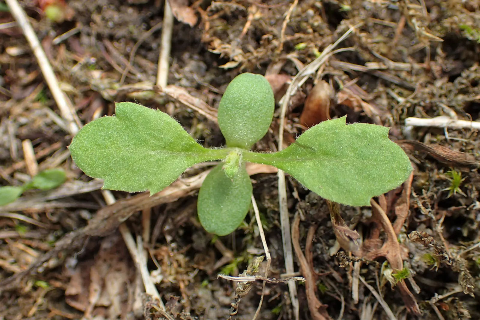 Mugwort (Artemisia Douglasiana) — this aromatic foliage herb exhibits a silver-green hue; become invasive if not managed properly, image 69