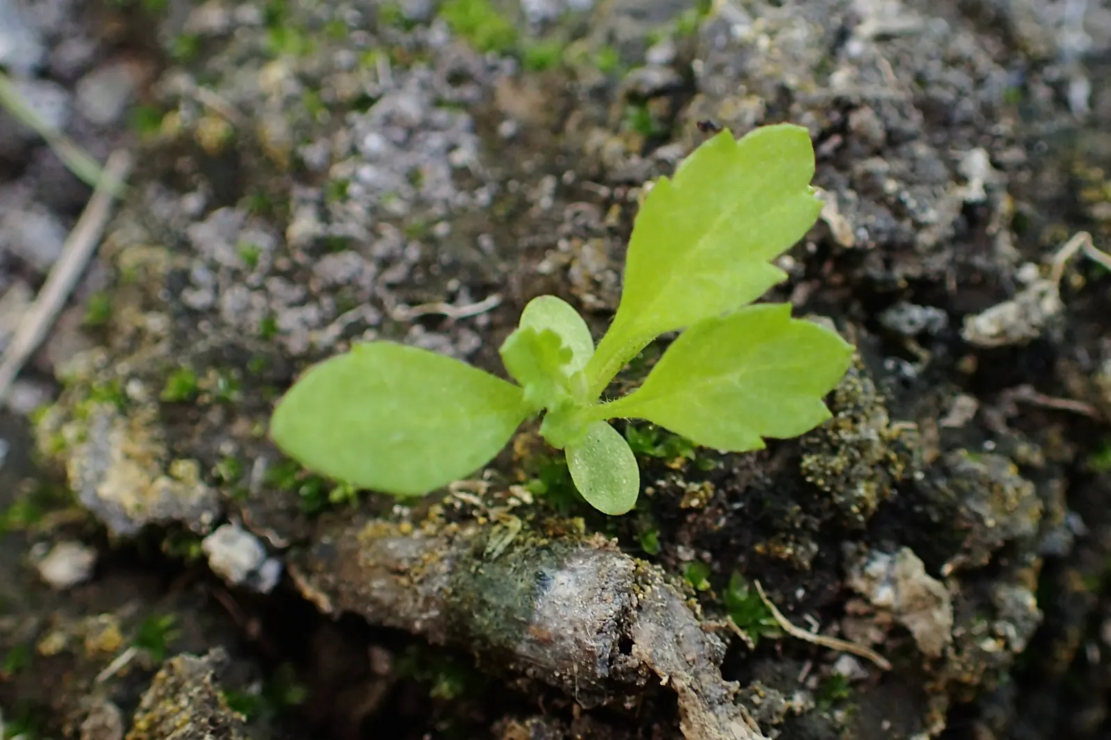 Mugwort (Artemisia Douglasiana) — With modest water demands; dark green leaves that span about 2 to 4 inches in length, image 71