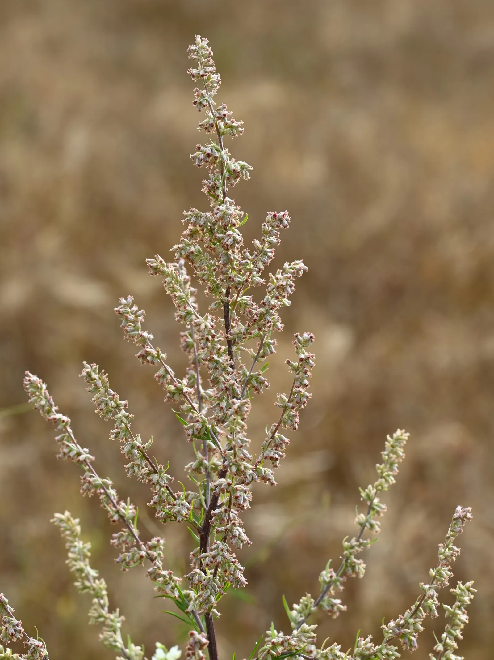 Mugwort (Artemisia Douglasiana) — perennial for full; requiring only occasional trimming to keep the plant in check and to encourage a bushier, image 88