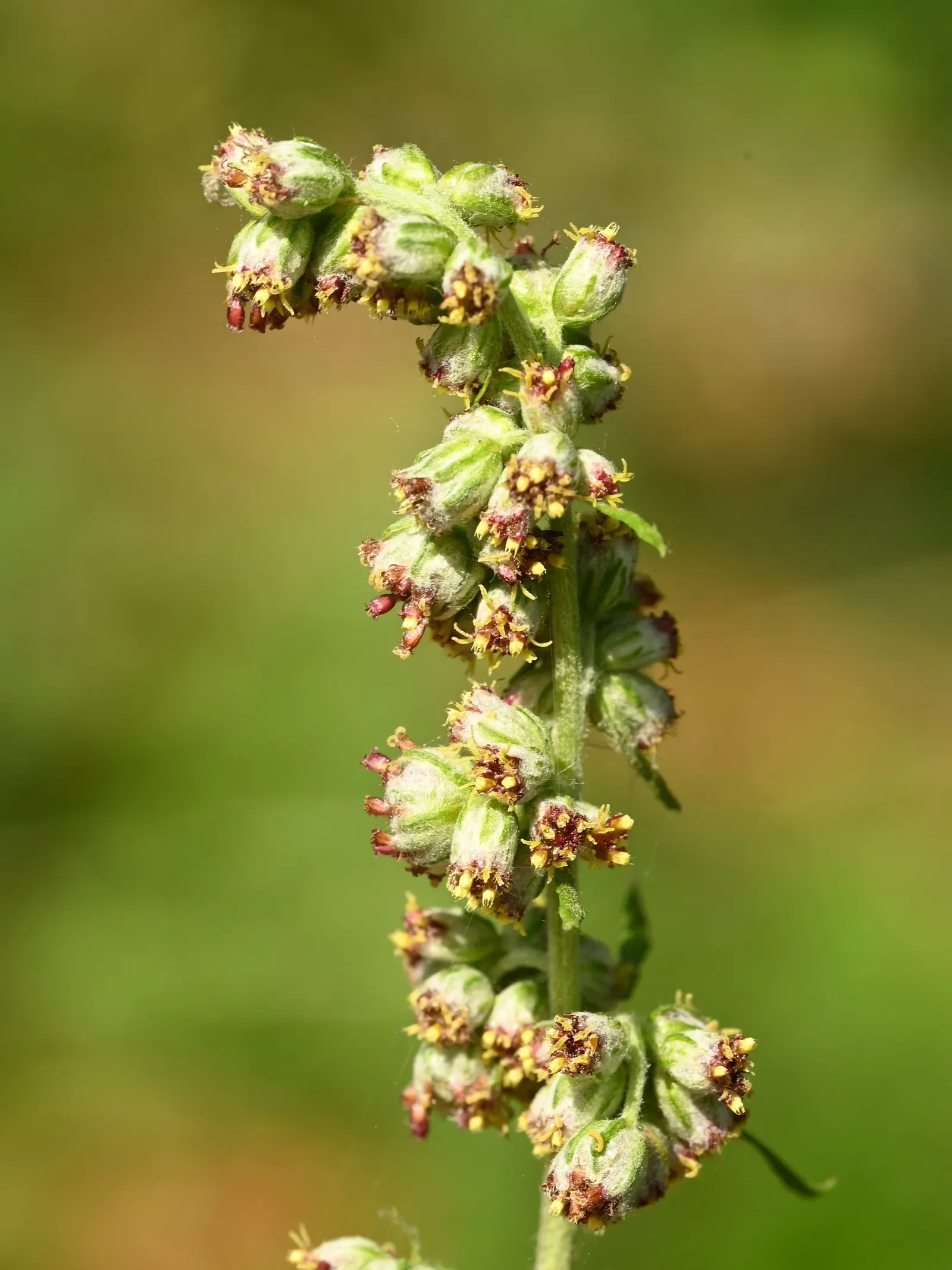 Mugwort (Artemisia Douglasiana) — become invasive if not managed properly; adding a subtle hint of color to the green tapestry of the, image 84