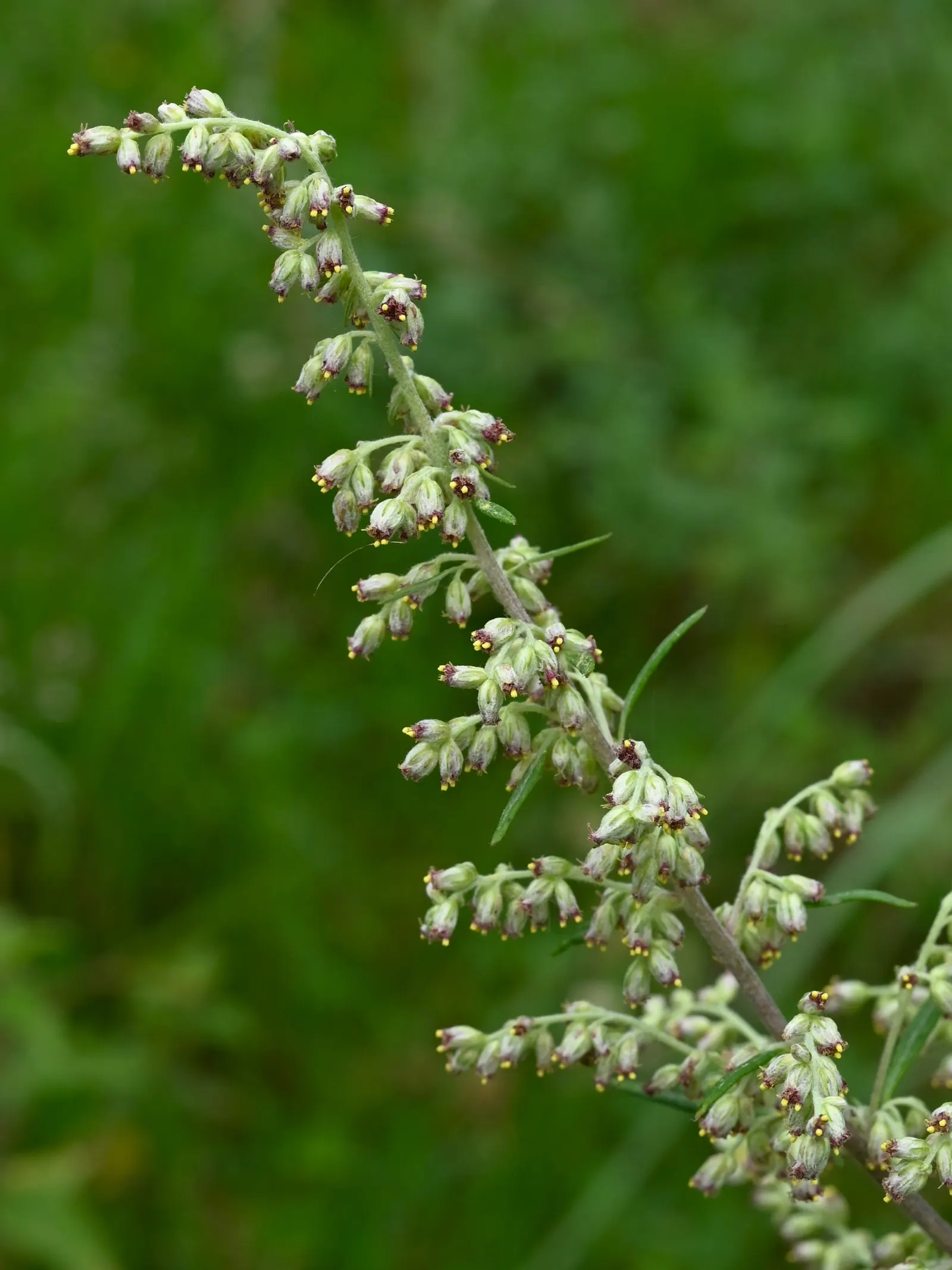 Mugwort (Artemisia Douglasiana) — boasts an impressive height typically ranging from 3 to 6 feet when fully mature; it prefers well-draining soil, image 75