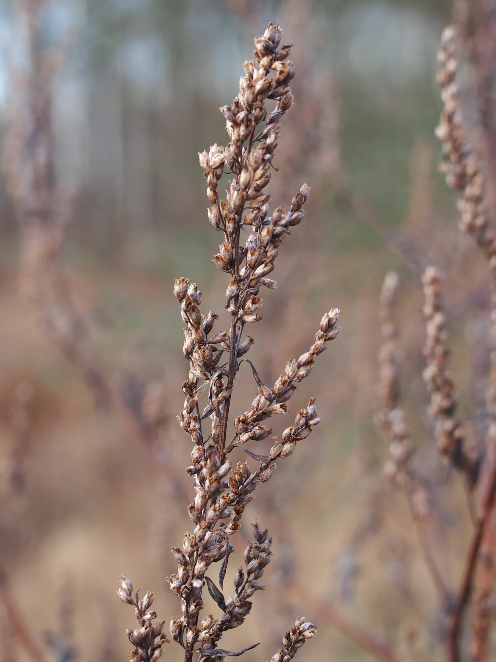Mugwort (Artemisia Douglasiana) — With modest water demands