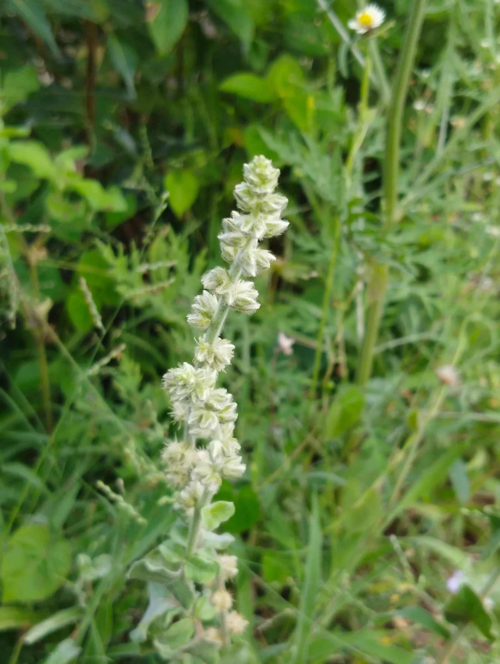Mugwort (Artemisia Douglasiana) — Mugwort (Artemisia douglasiana) is a resilient perennial herb flourishing in U.S; ideal for borders, it, image 89