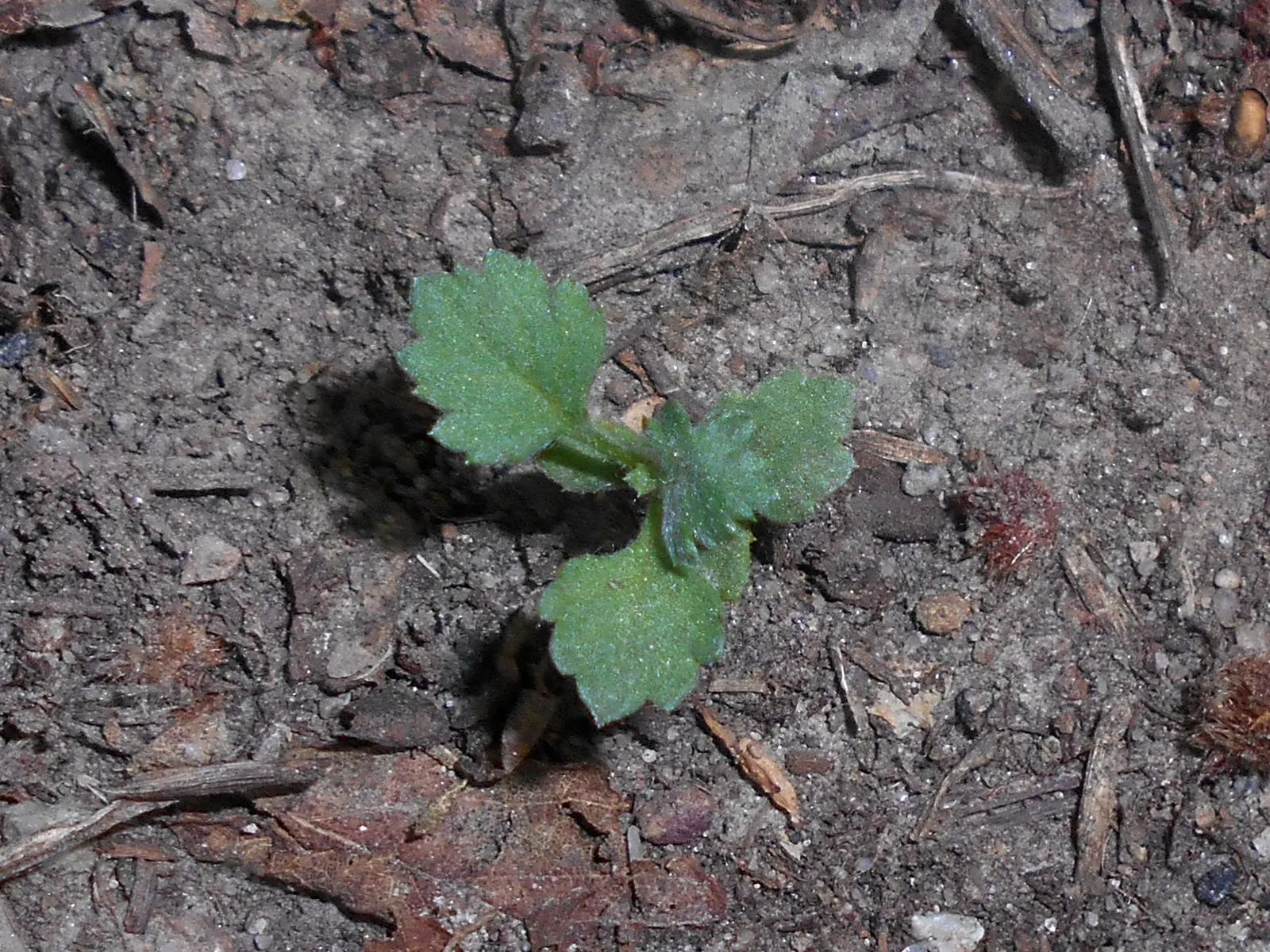 Mugwort (Artemisia Douglasiana) — perennial with white blooms; these flowers are generally light yellow to reddish-brown, image 65