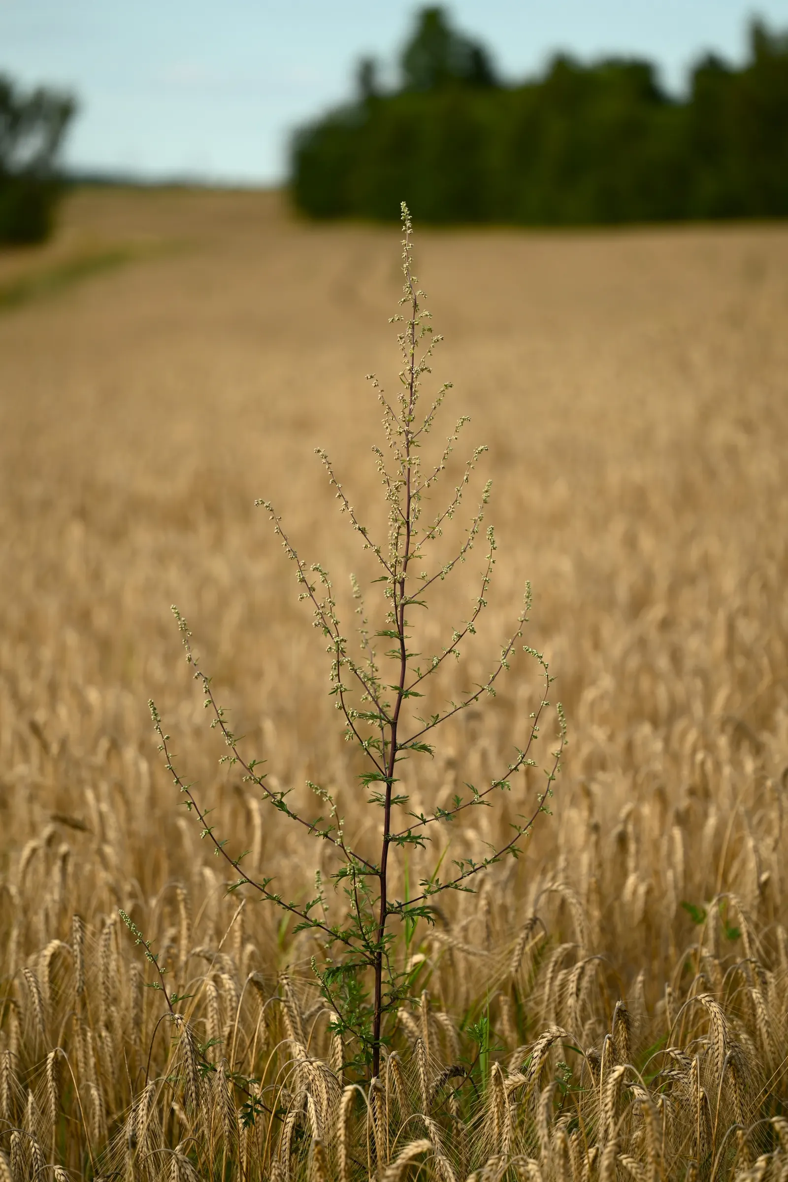 Mugwort (Artemisia Douglasiana) — dark green leaves that span about 2 to 4 inches in length; mugwort (Artemisia douglasiana) is a resilient, image 76