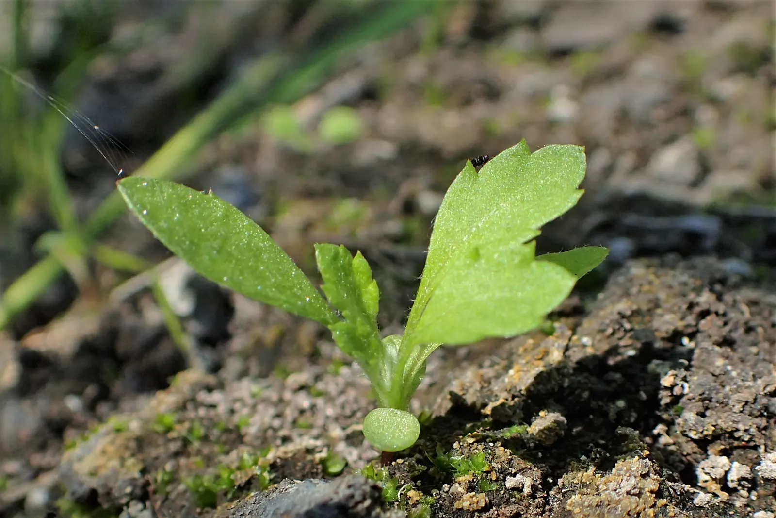 Mugwort (Artemisia Douglasiana) — thriving in USDA Hardiness Zones 3 through 9; mugwort is valued for its hardiness and adaptability, image 81