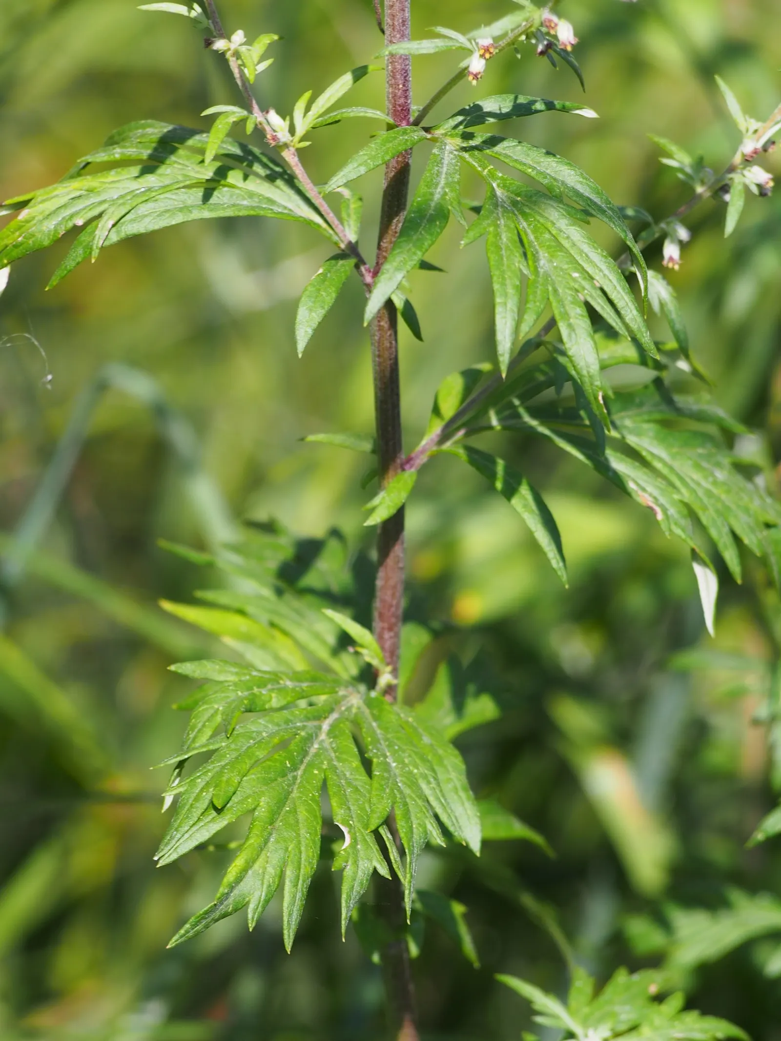 Mugwort (Artemisia Douglasiana) — this aromatic foliage herb exhibits a silver-green hue; become invasive if not managed properly, image 91