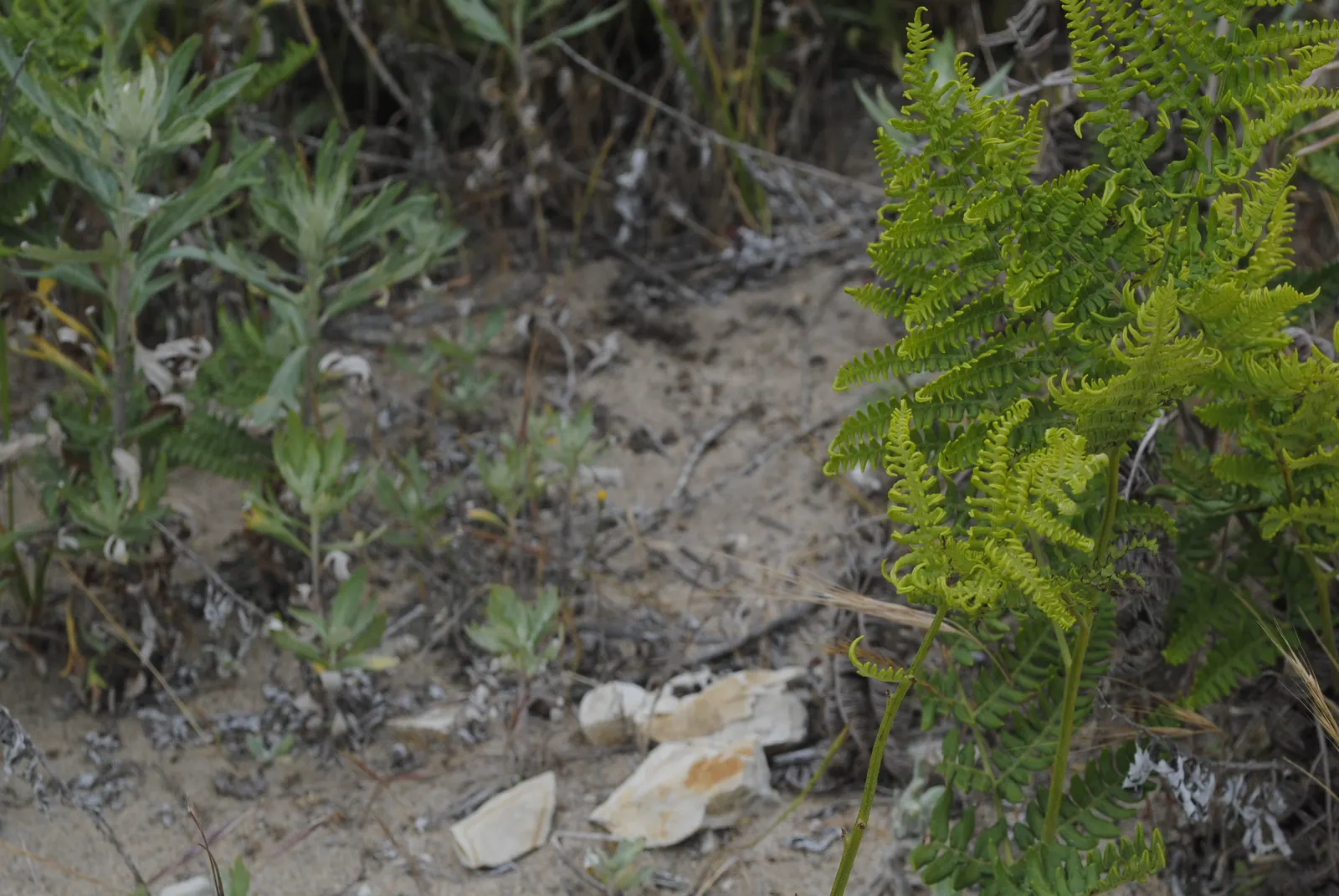 Mugwort (Artemisia Douglasiana) — Ideal for borders, it necessitates full sun to partial shade and well-drained soil; this aromatic foliage herb, image 92