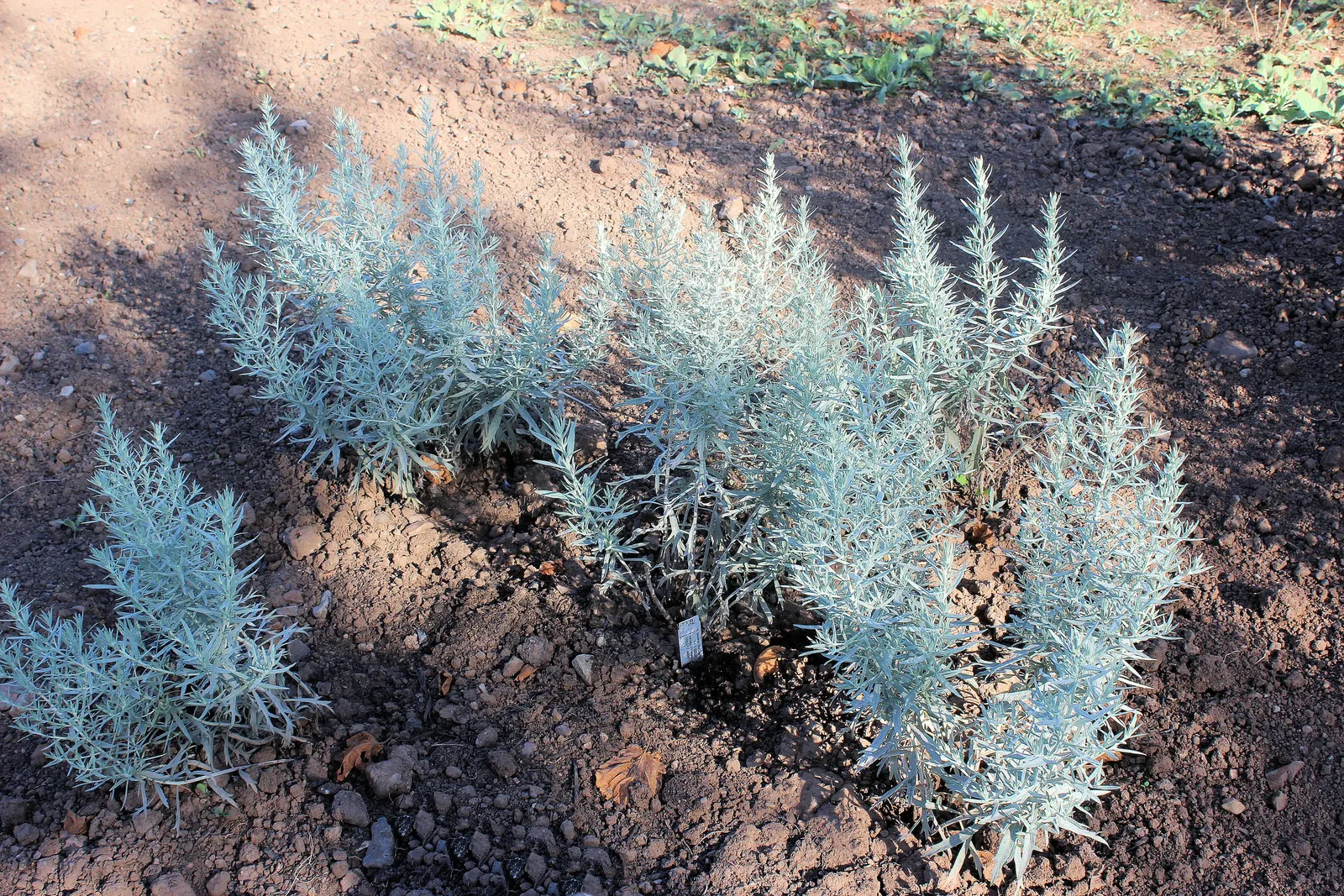 Mugwort (Artemisia Douglasiana) — Given its robust root system, Mugwort can be an ideal choice for erosion control; mugwort is also reputed for its